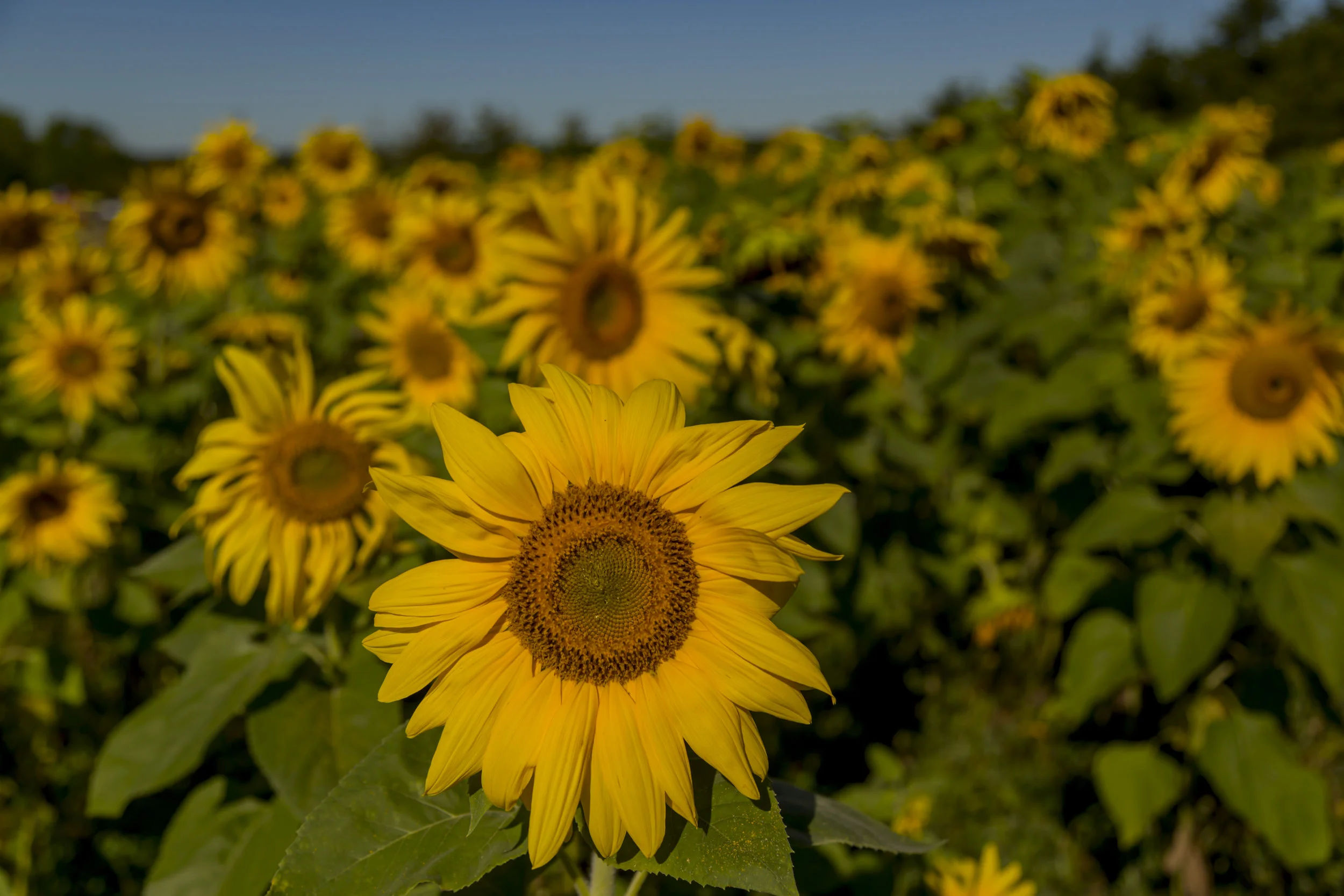 Sunflowers in a field