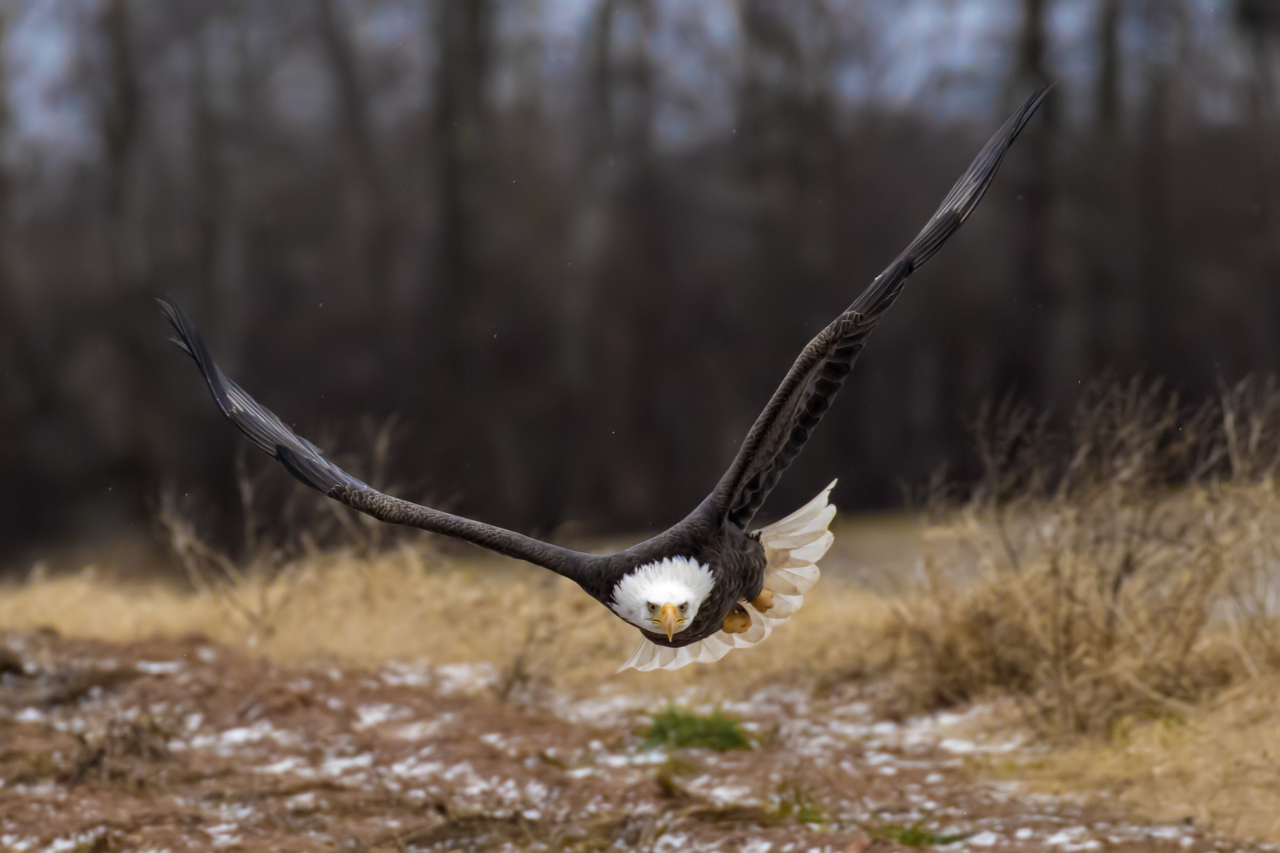 Bald Eagle with eyes on target