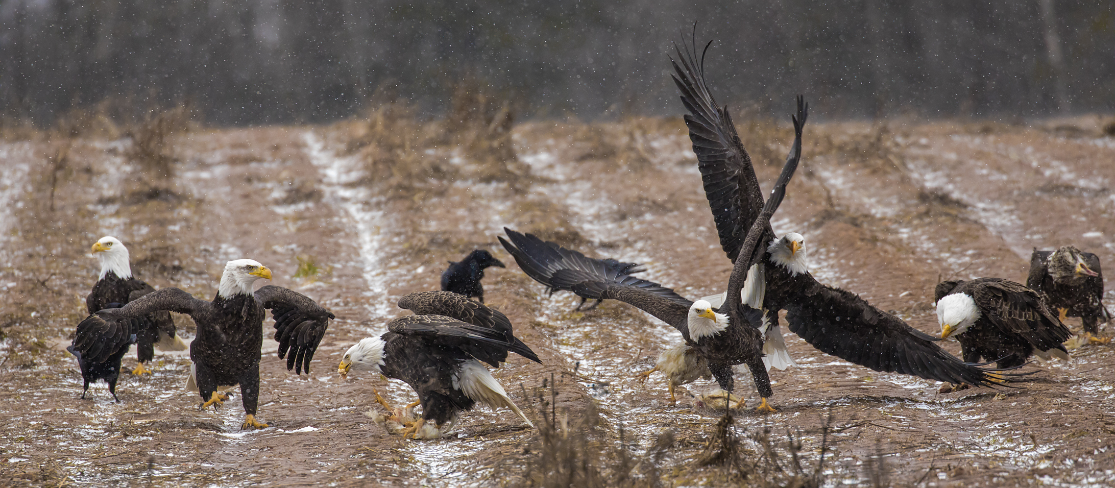 Bald Eagles squabbling over food