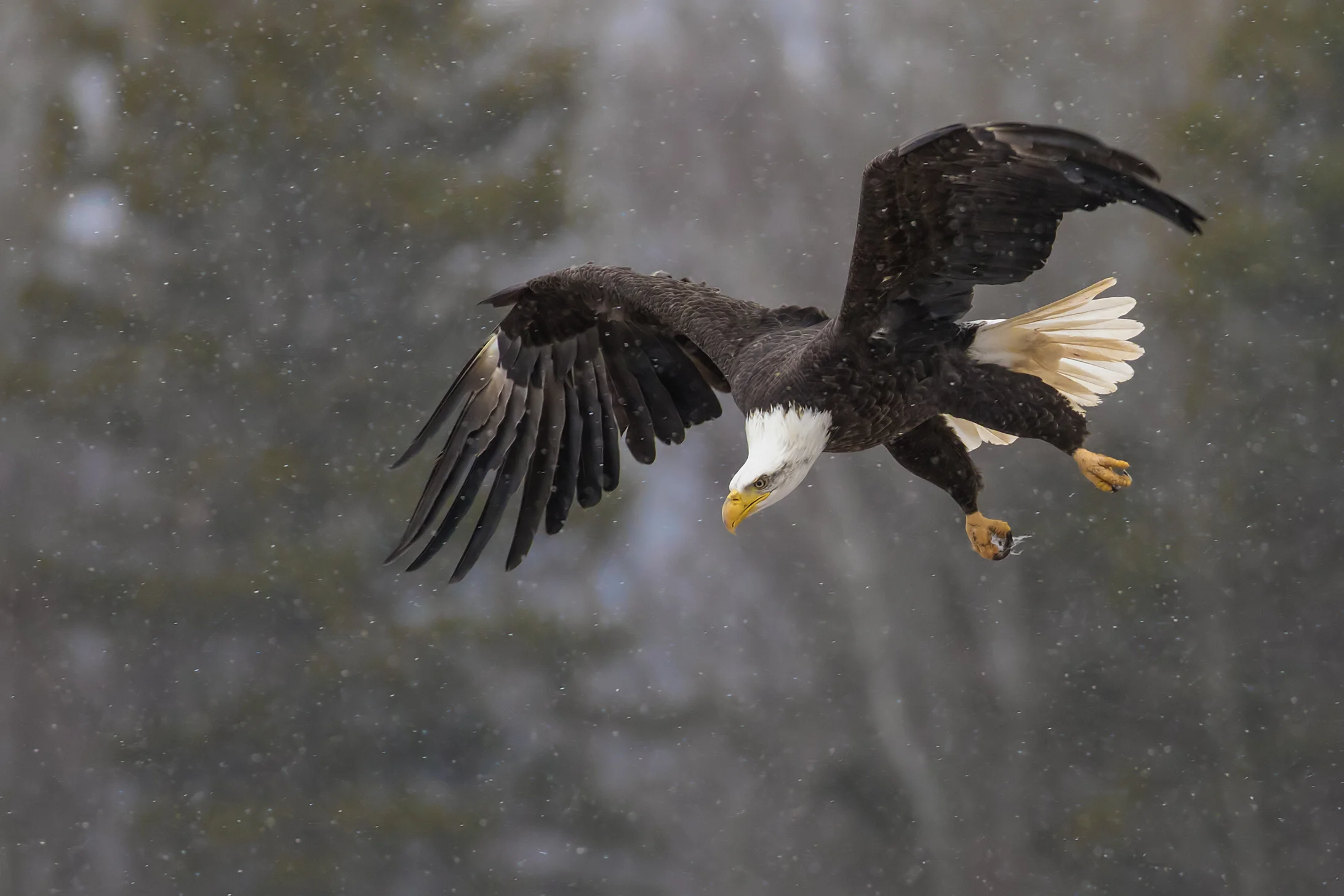 Intense Dive - Bald Eagle