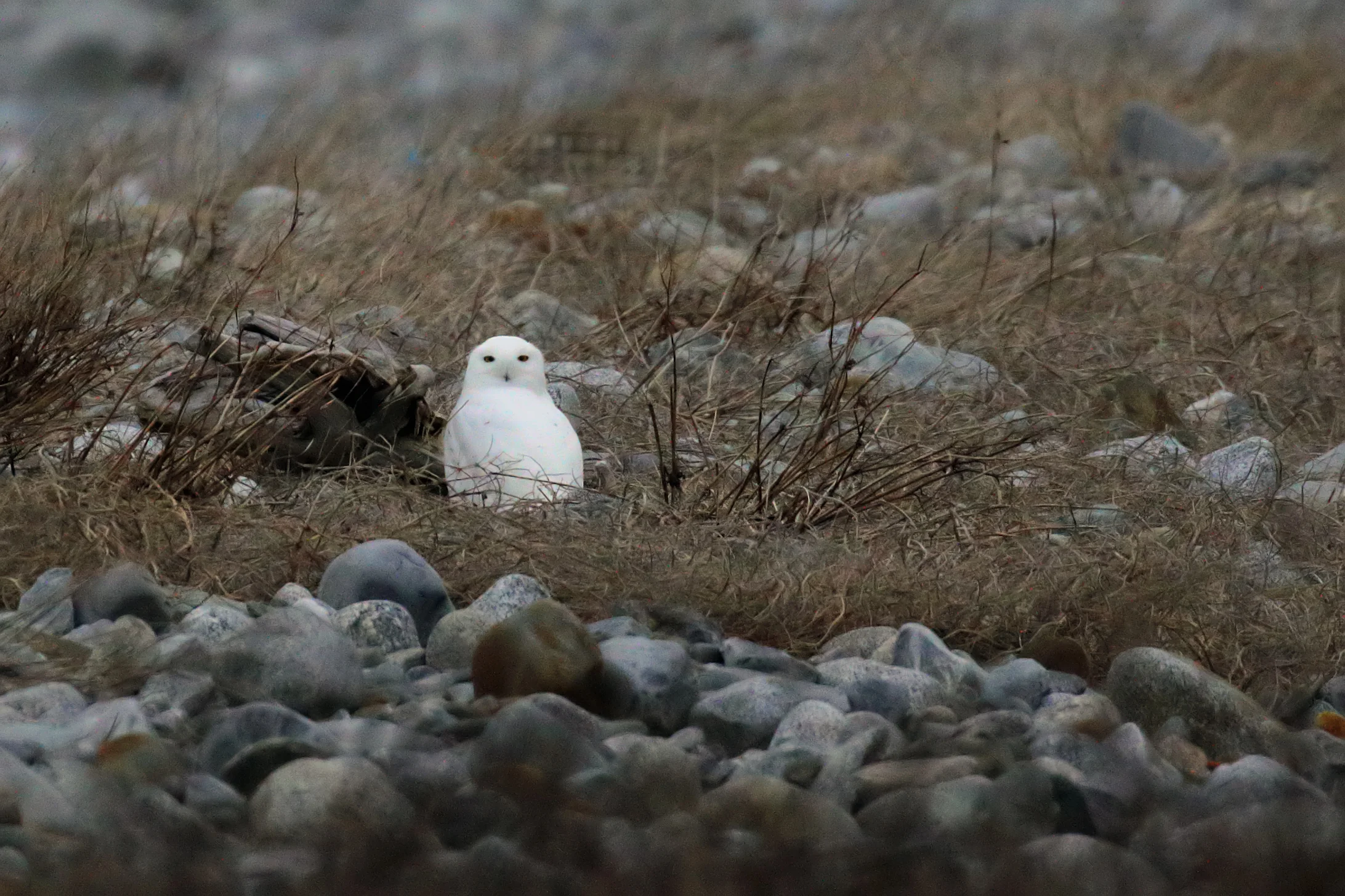 Snowy Owl