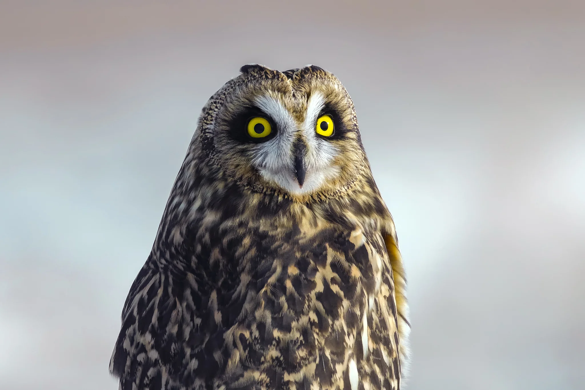 Short-eared Owl