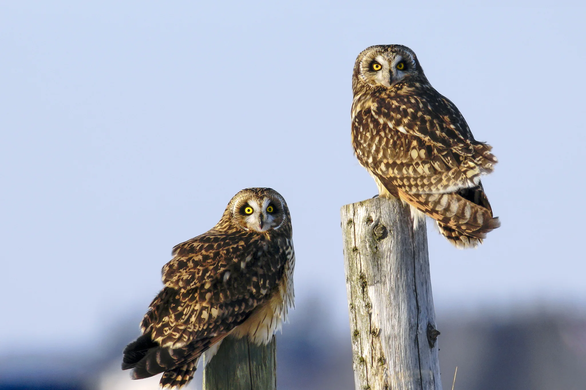Short-eared Owl Pair