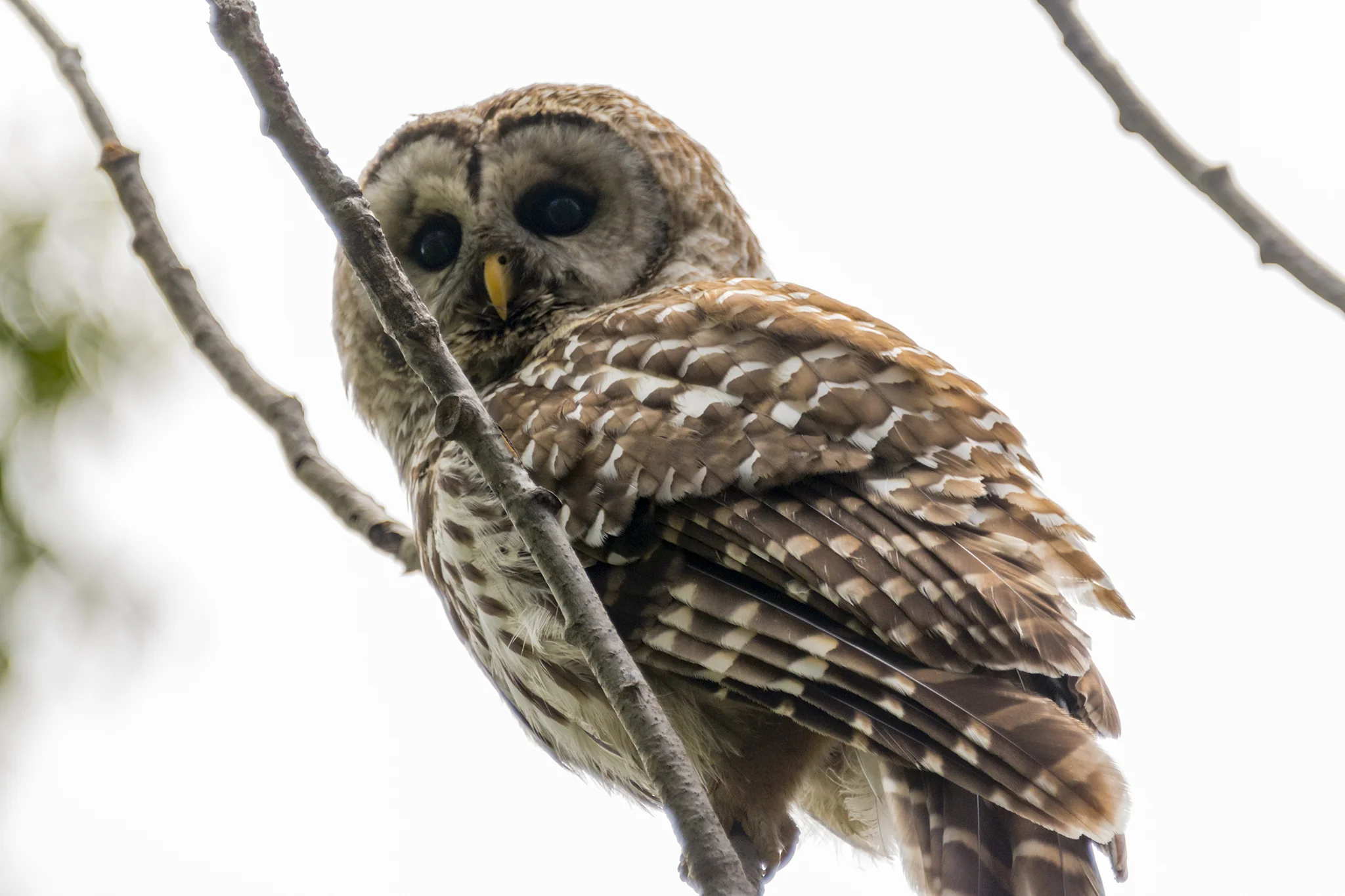 Barred Owl