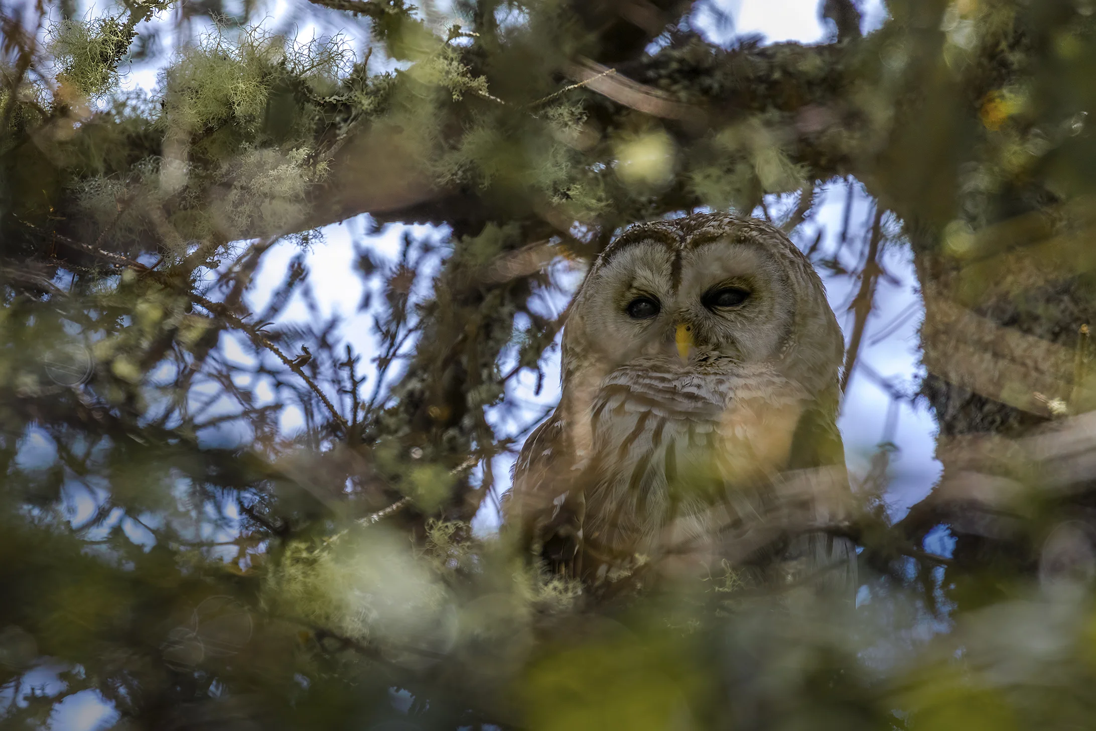 Barred Owl