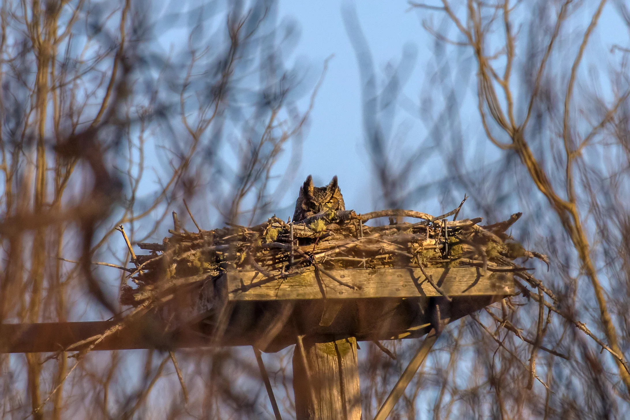 Great Horned Owl