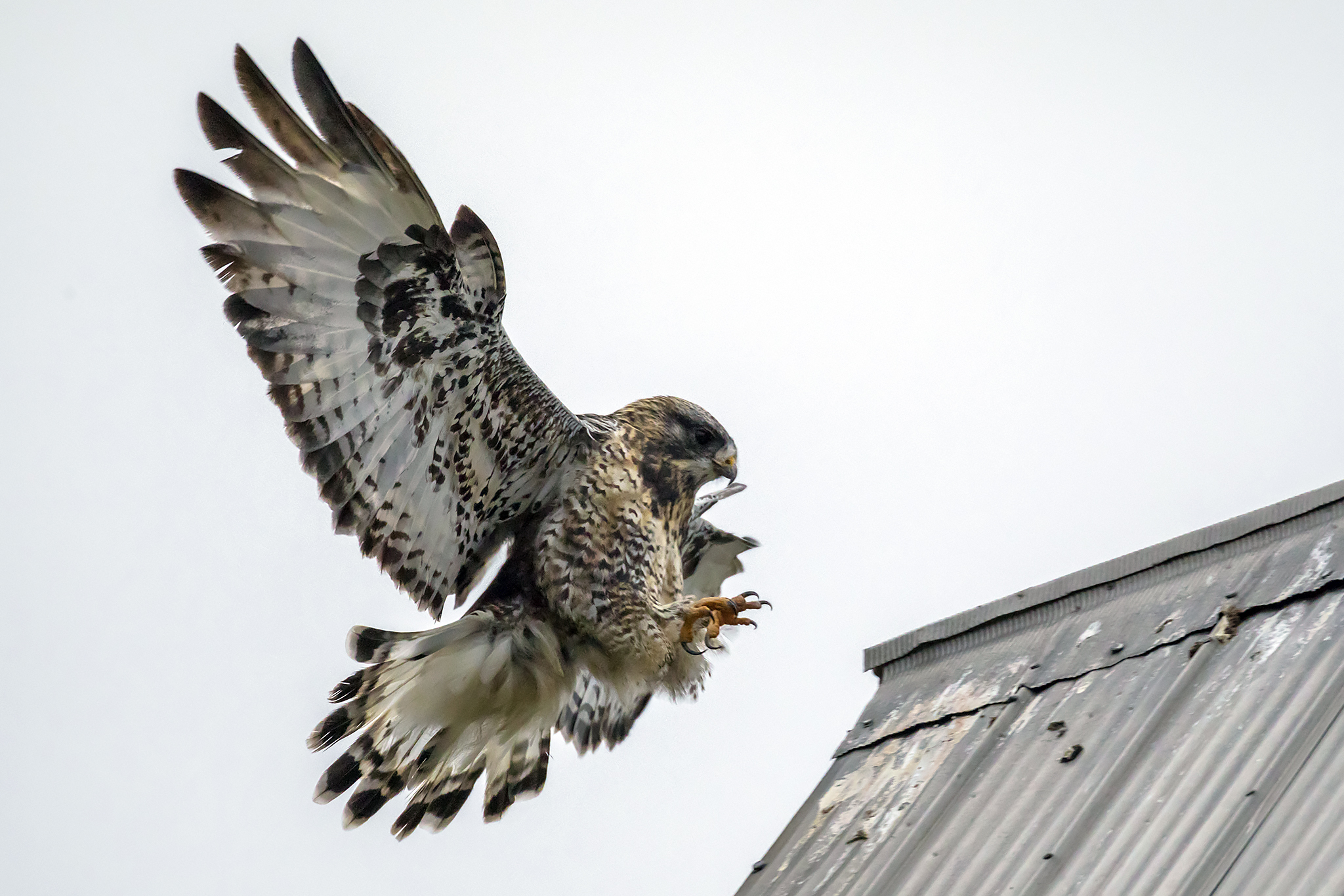 Rough-legged Hawk