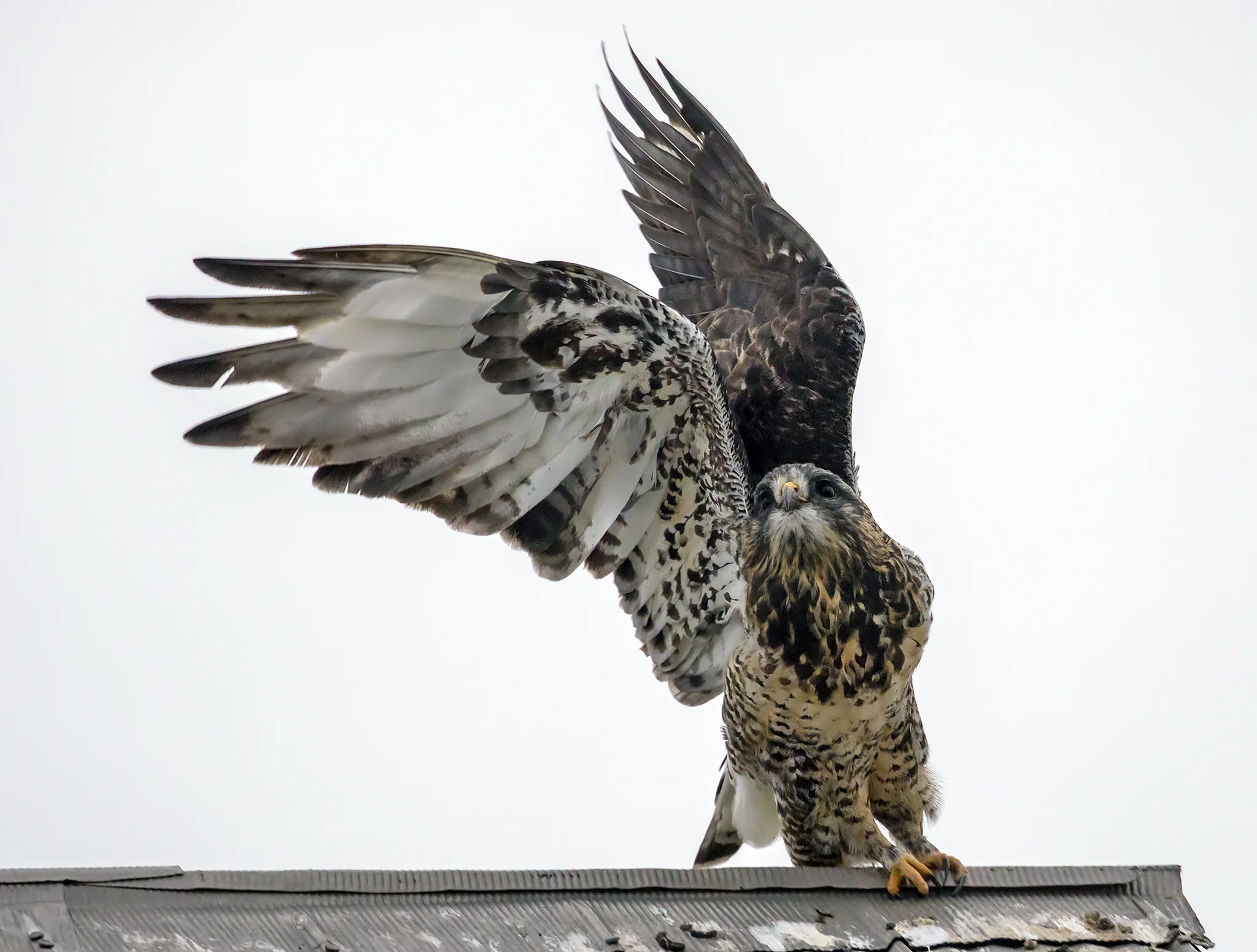 Rough-legged Hawk