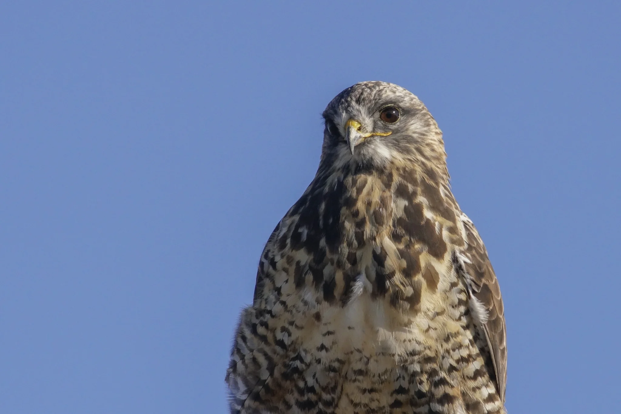Rough-legged Hawk