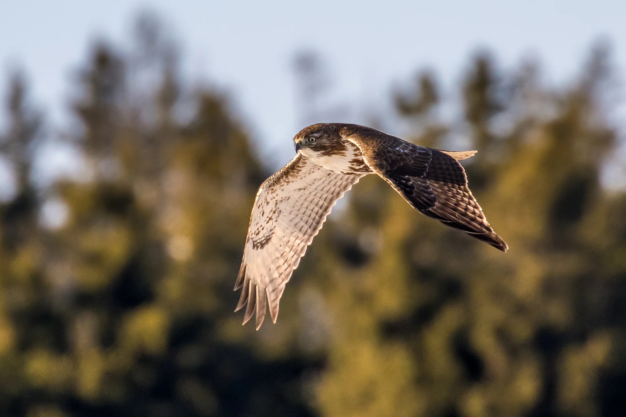 Red-tailed Hawk