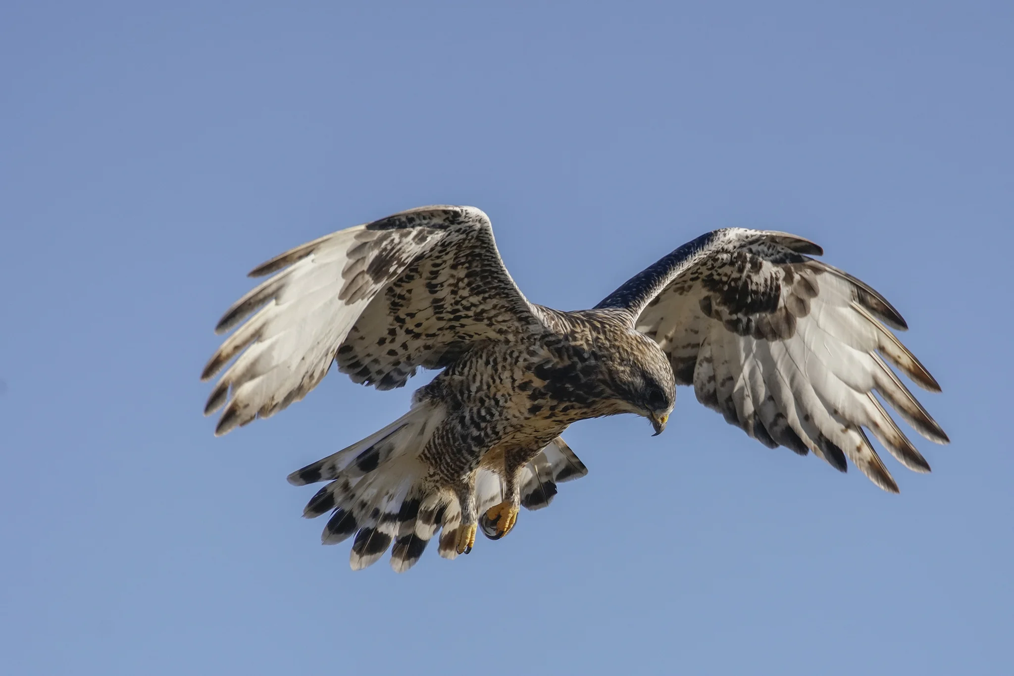 Rough-legged Hawk