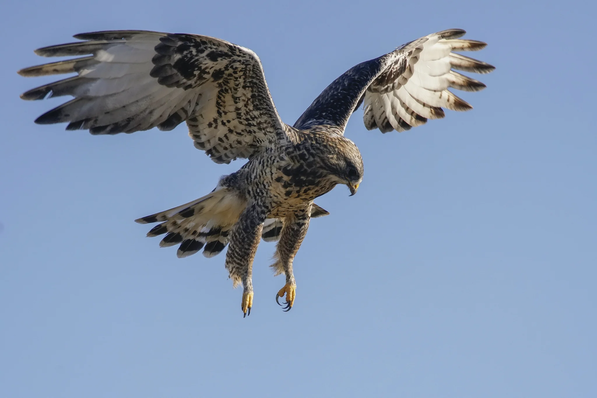 Rough-legged Hawk