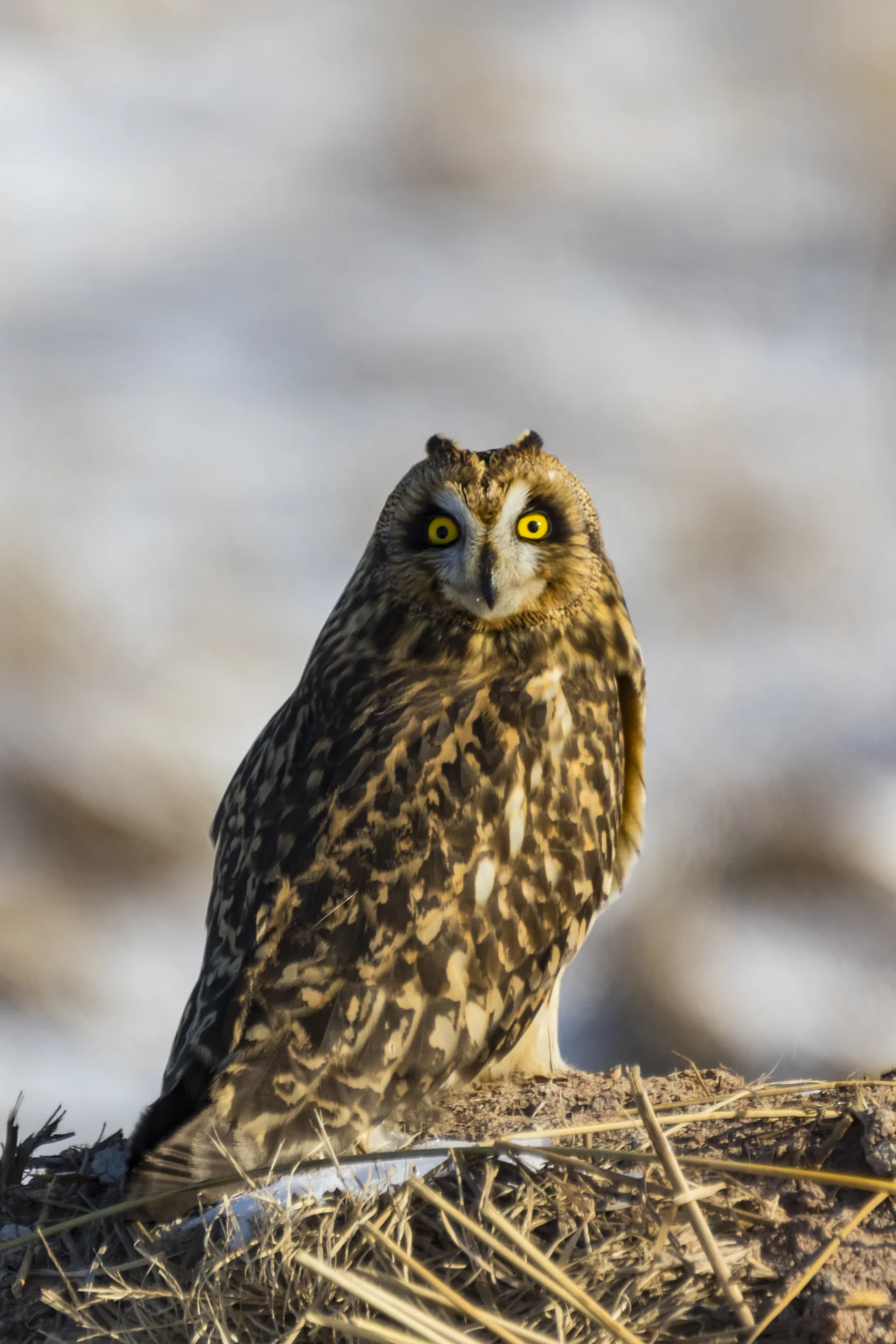 Short-eared Owl