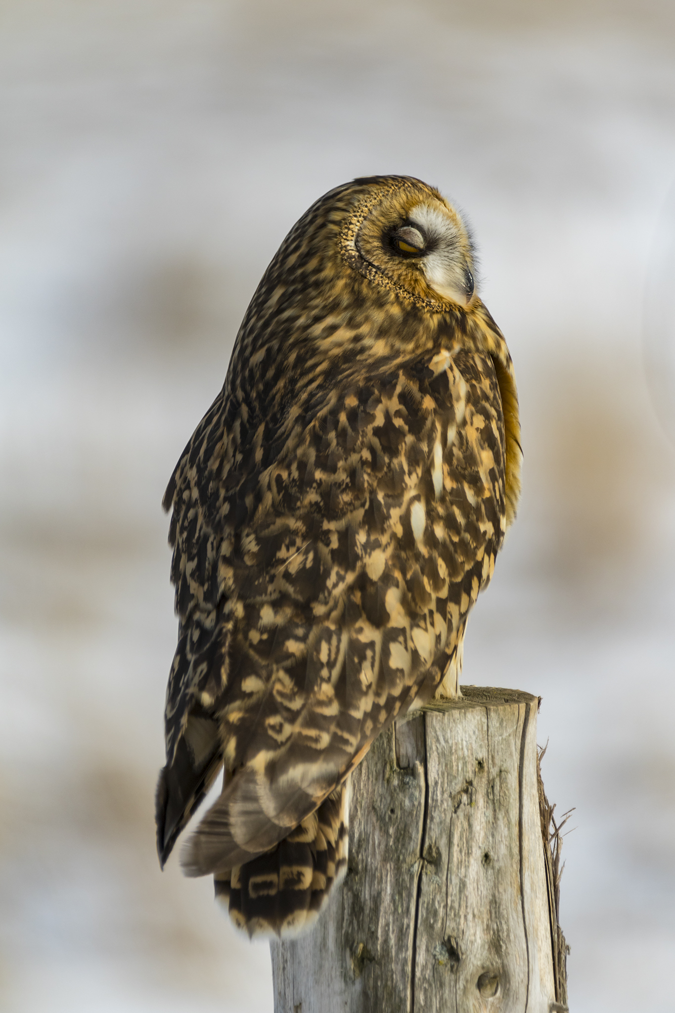 Short-eared Owl