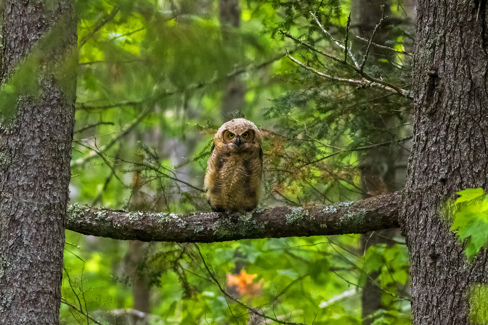 Great horned Owl Juvenile