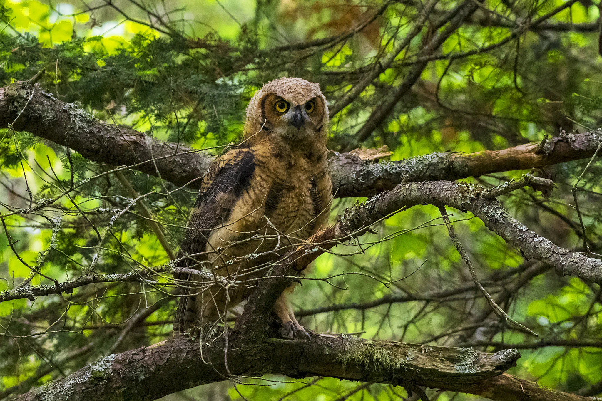 Great horned Owl Juvenile