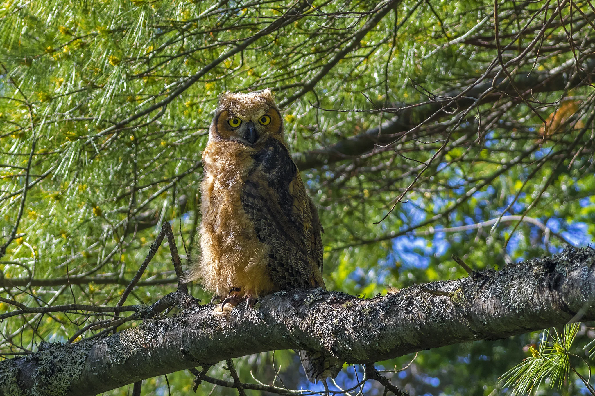 Great horned Owl Juvenile
