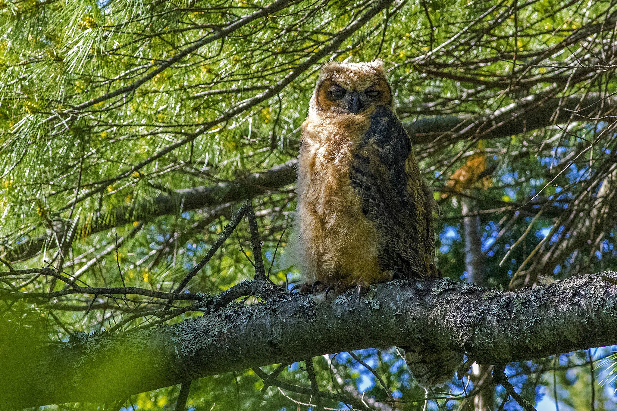 Great horned Owl Juvenile