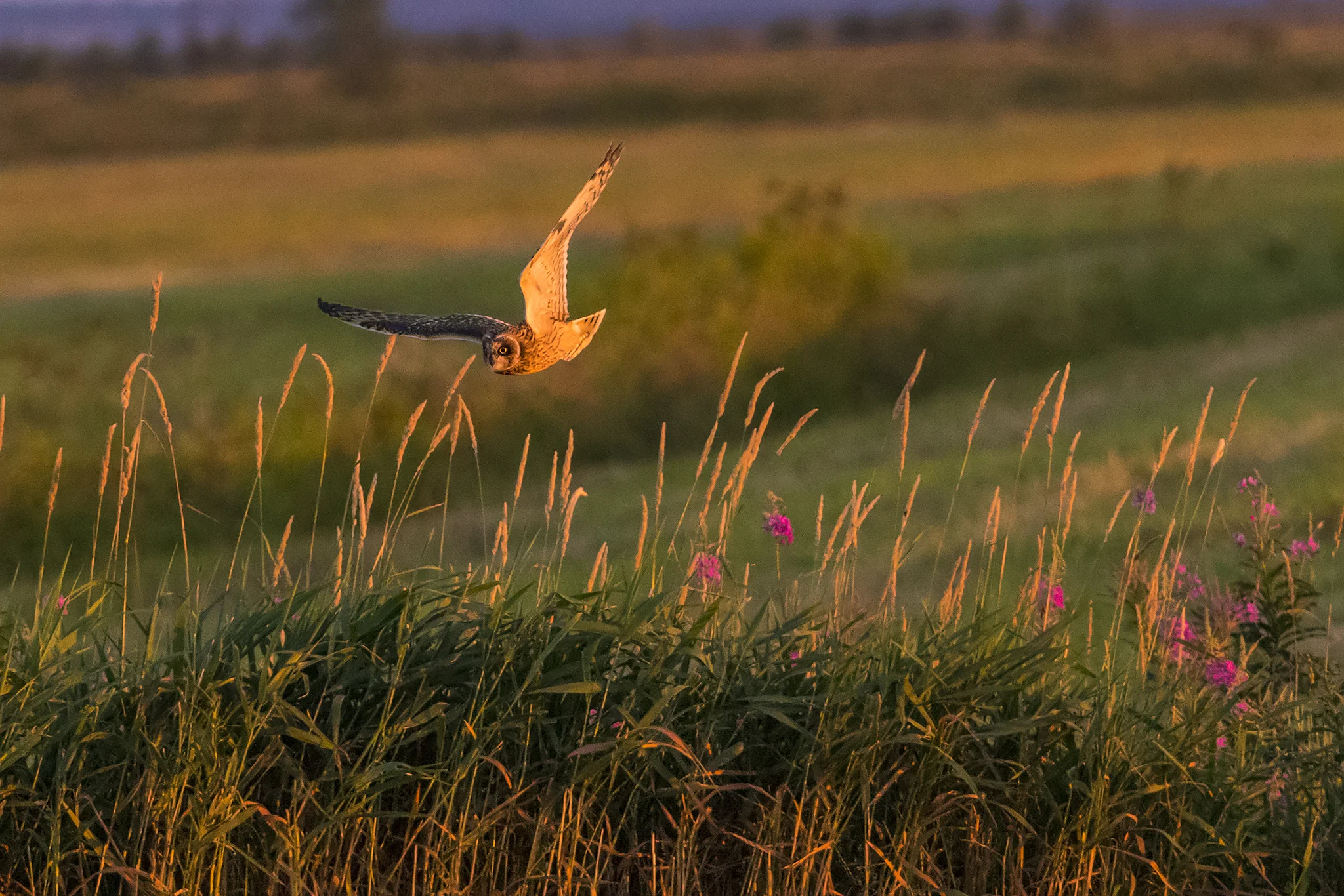 Short-eared Owl