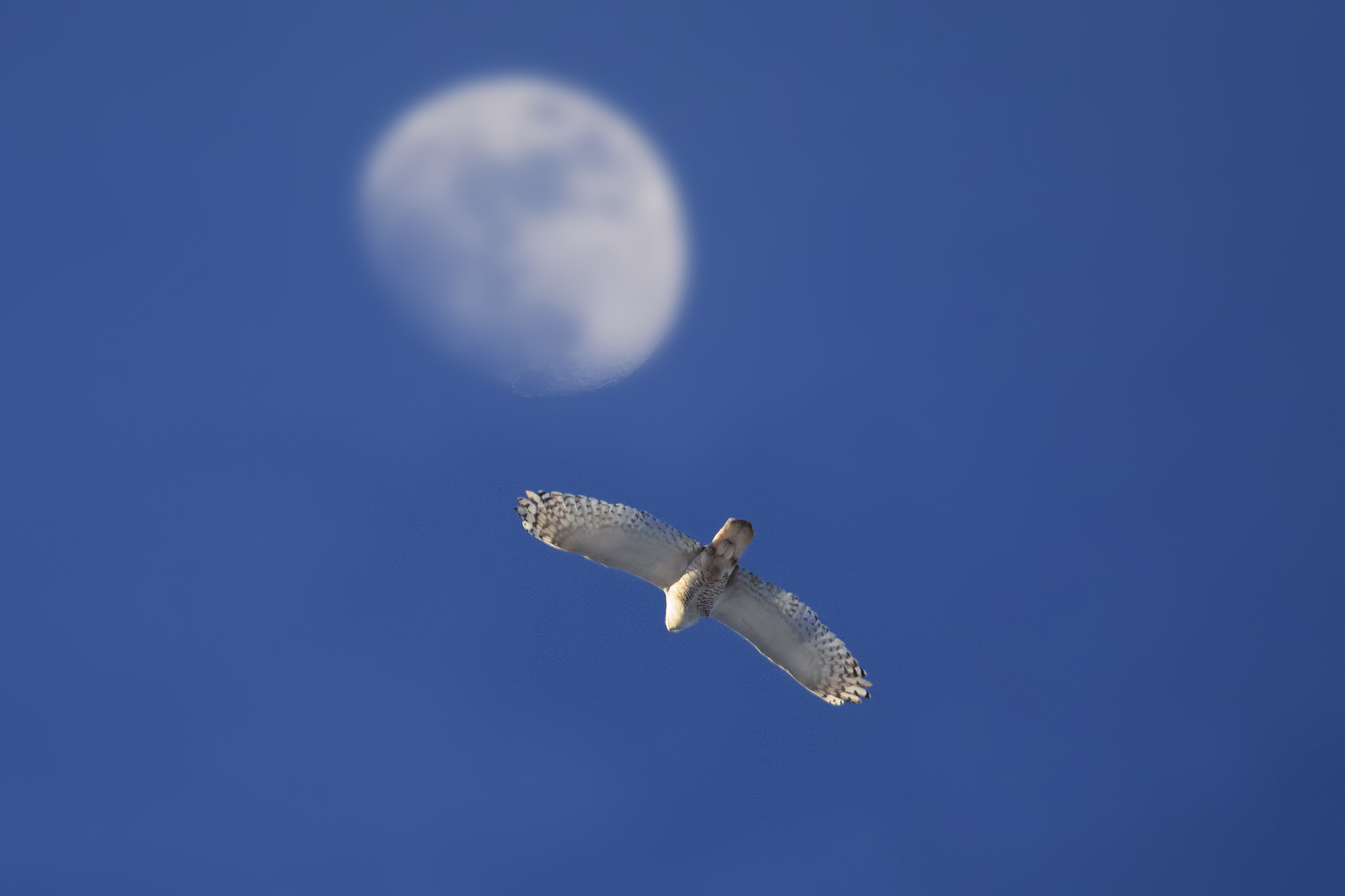 Snowy Owl by the Moon