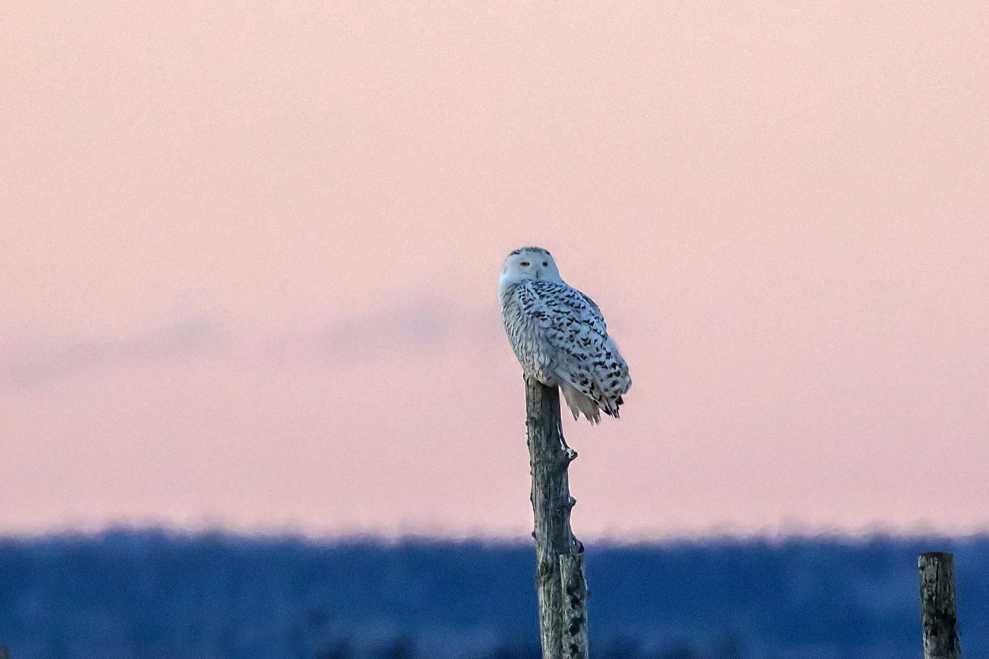 Snowy Owl at sunset