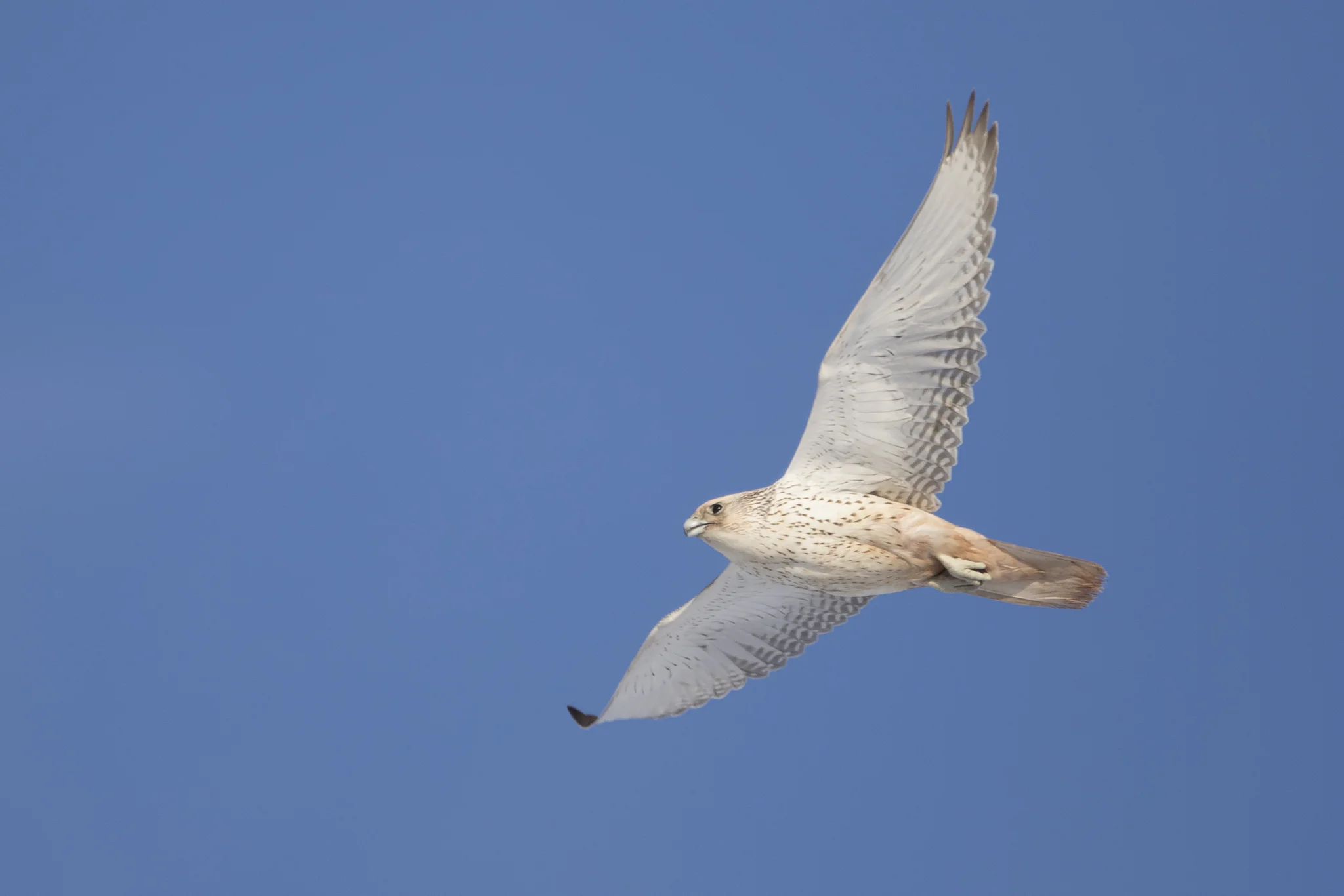 Gryfalcon