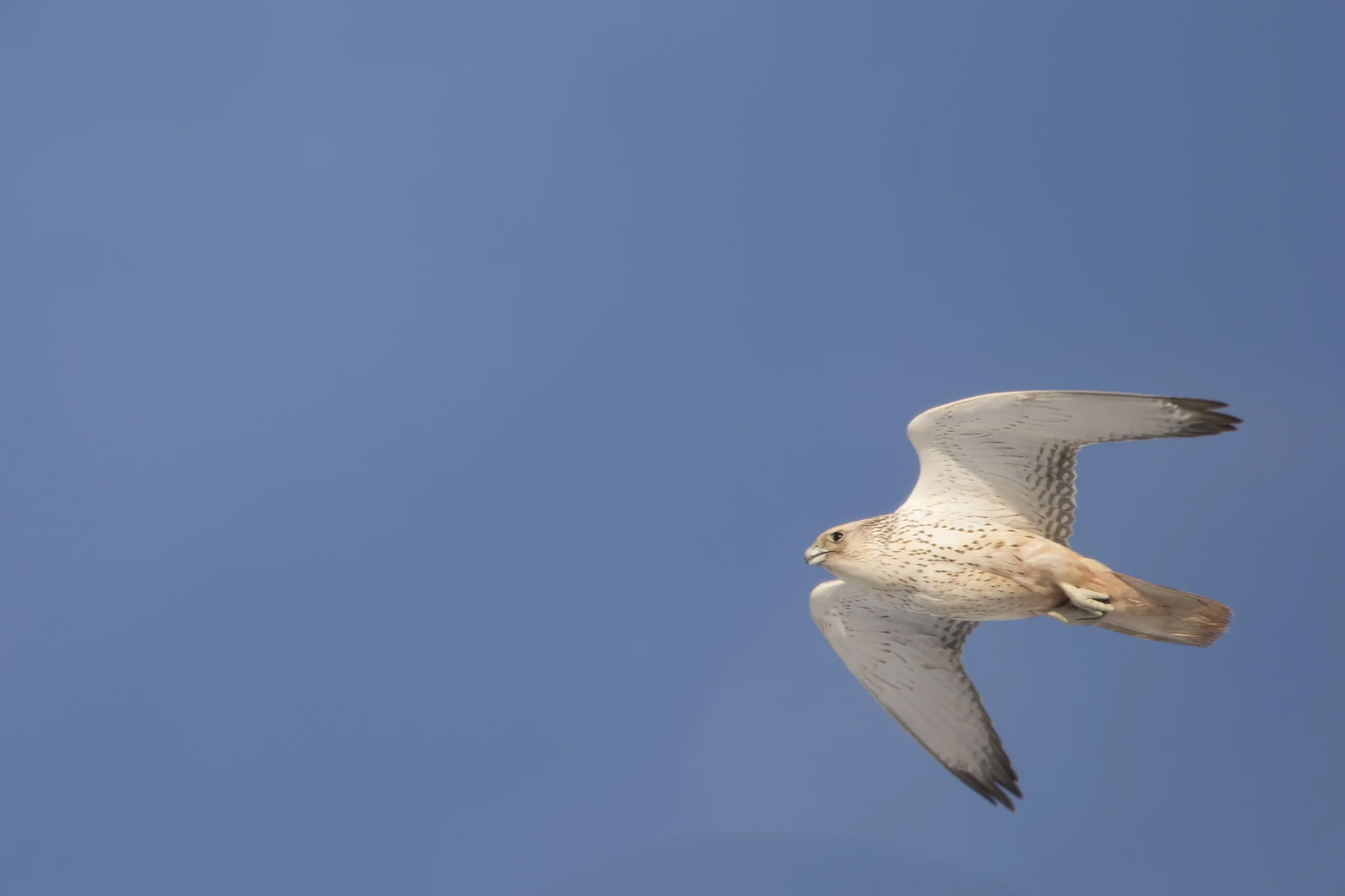 Gryfalcon