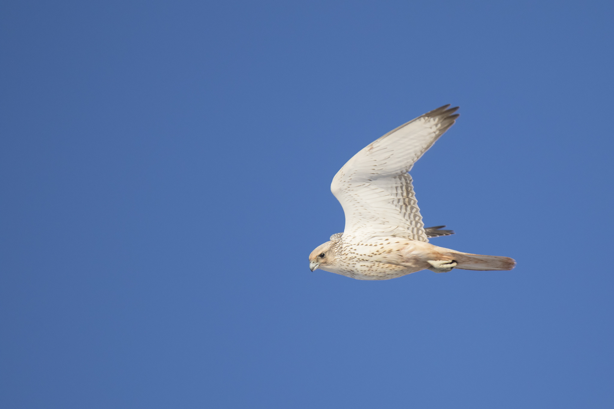 Gryfalcon