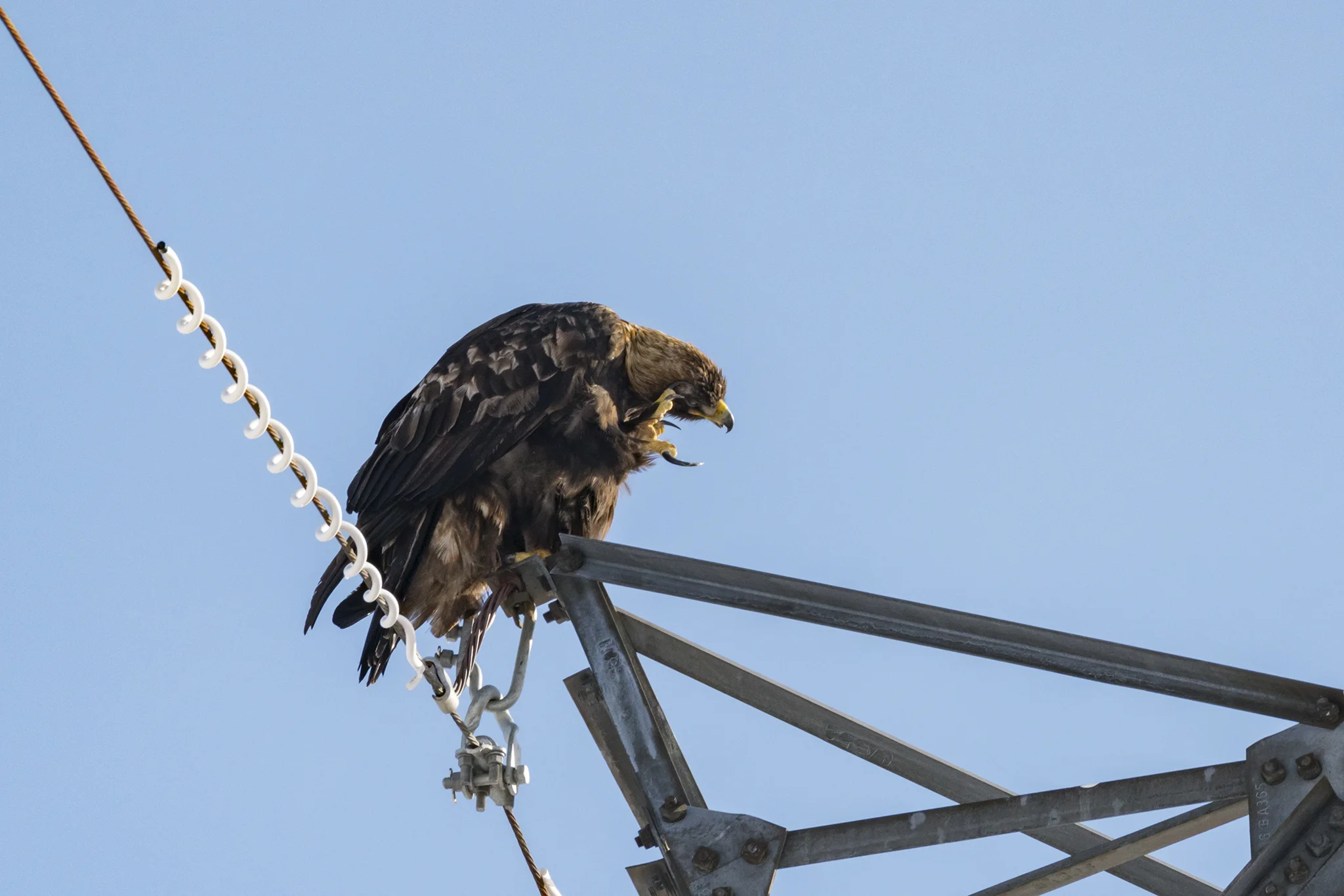 Golden Eagle (with an itch)
