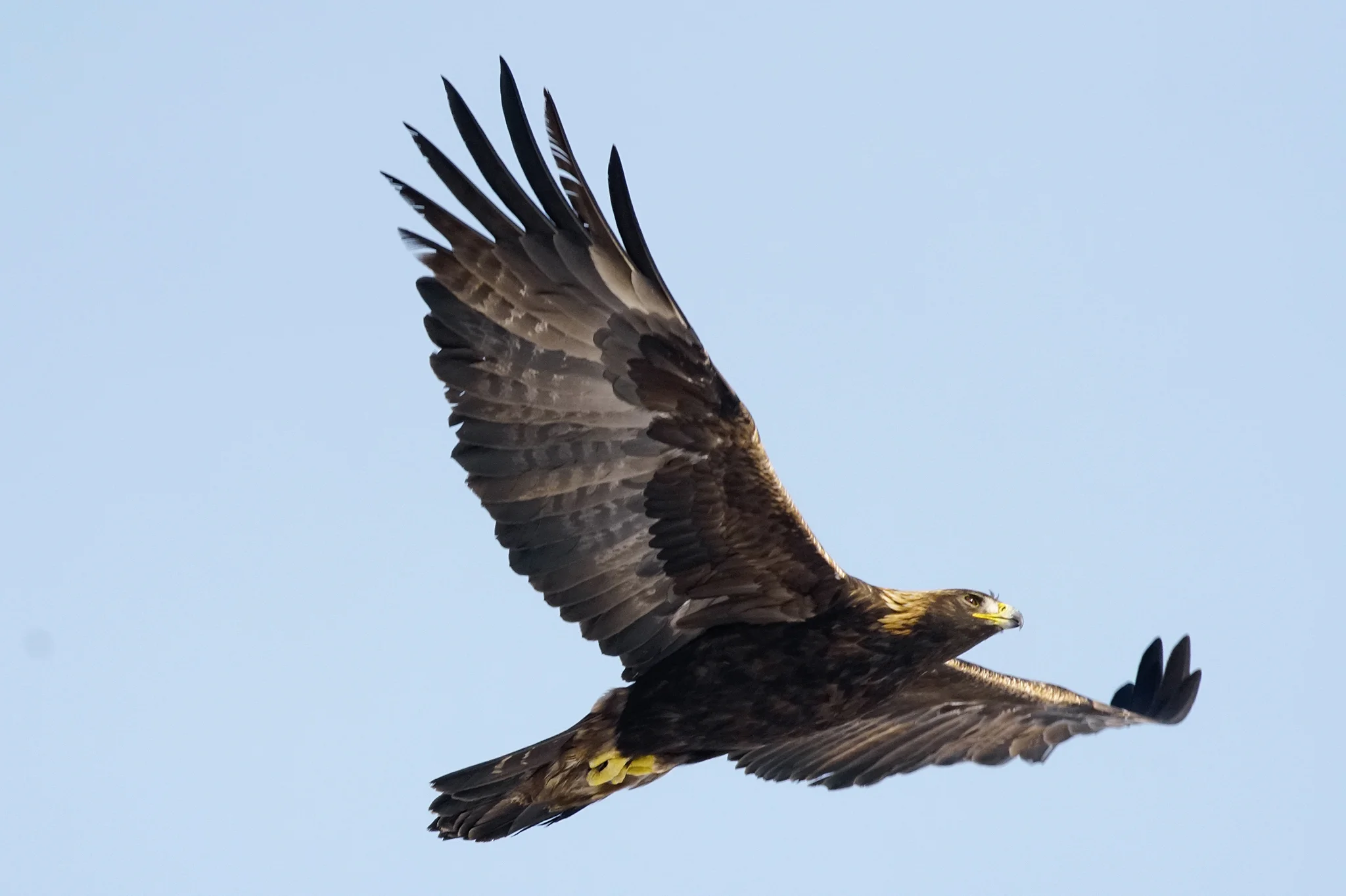 Golden Eagle