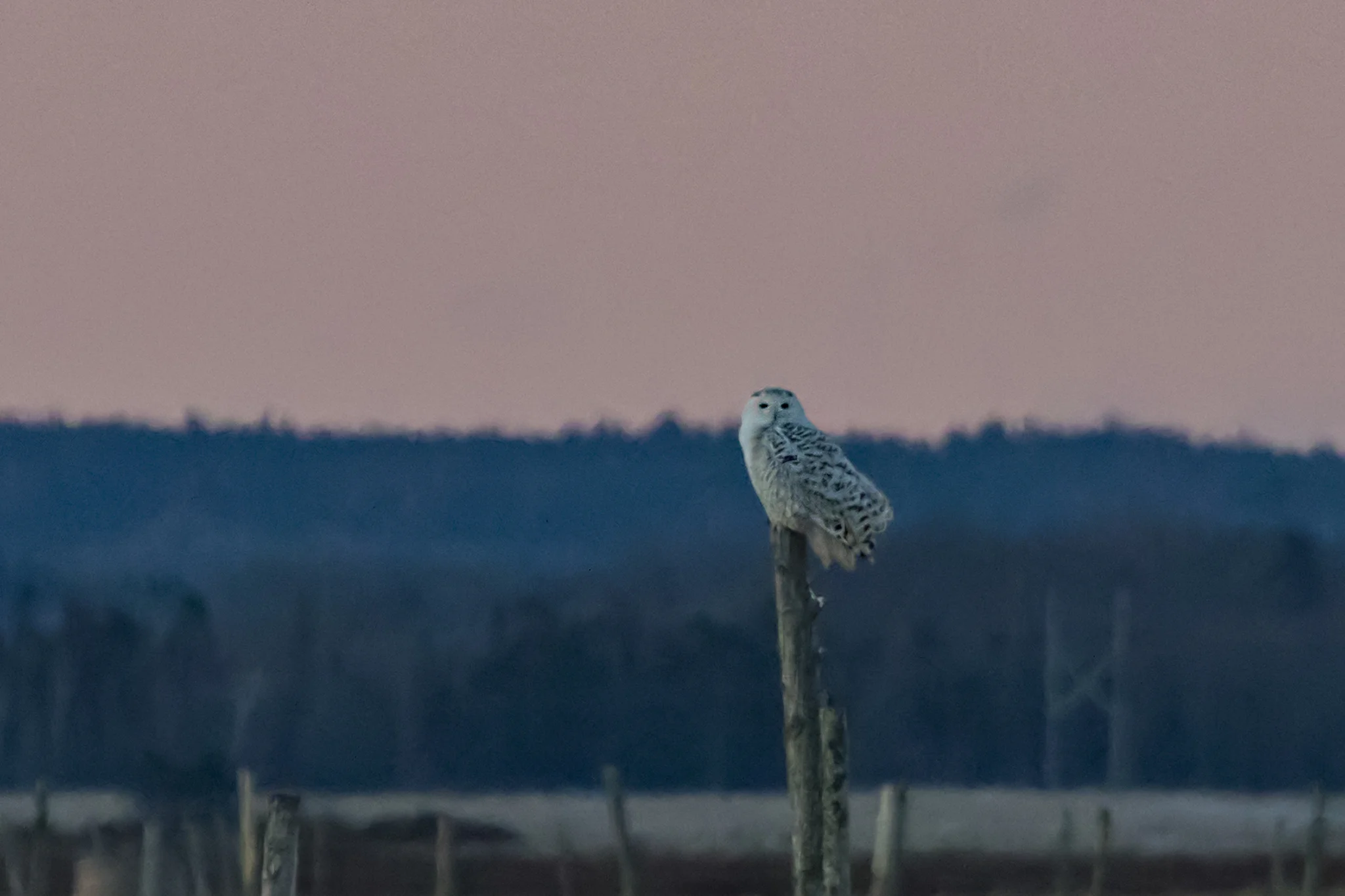 Snowy Owl