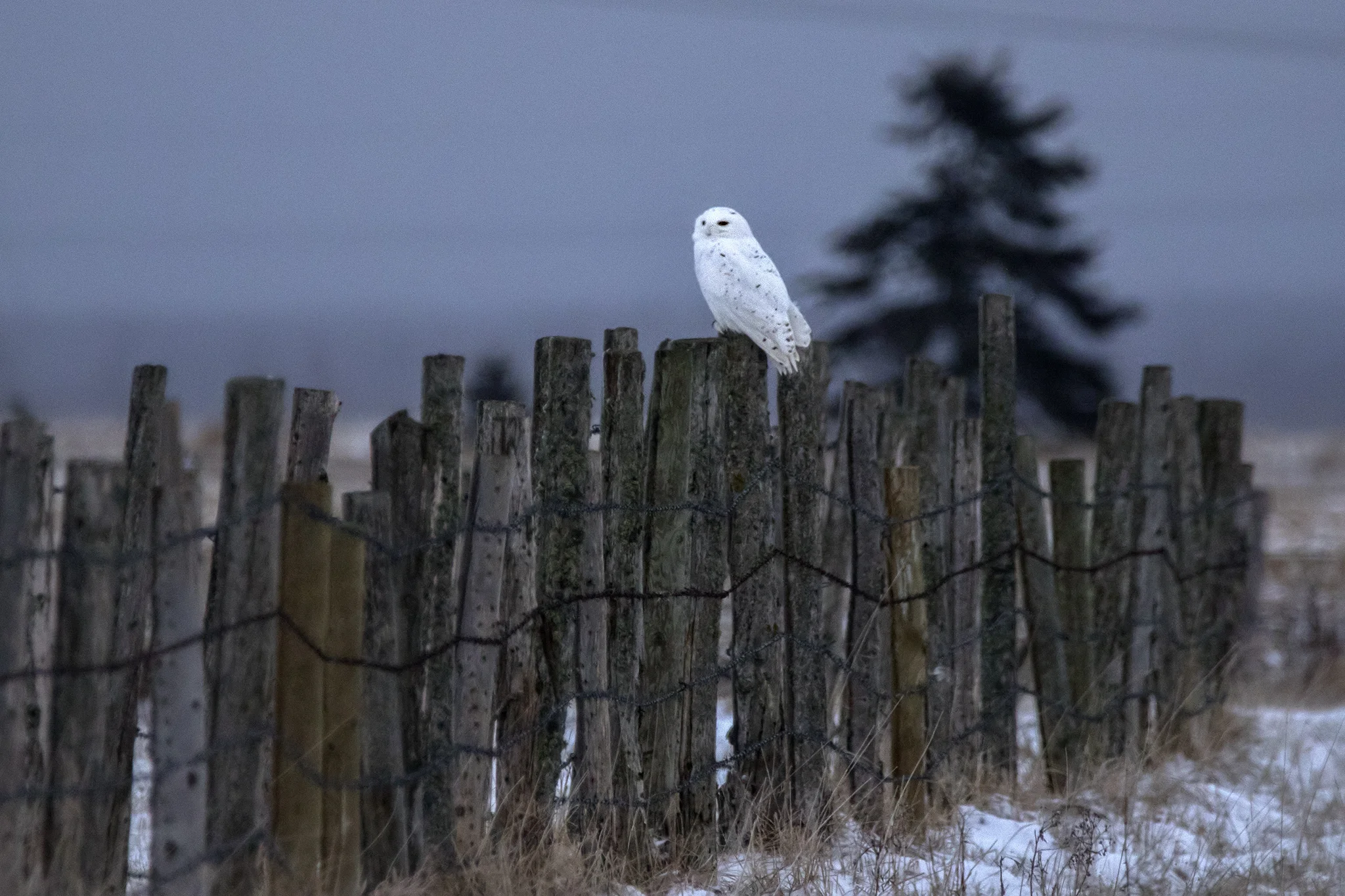 Snowy Owl