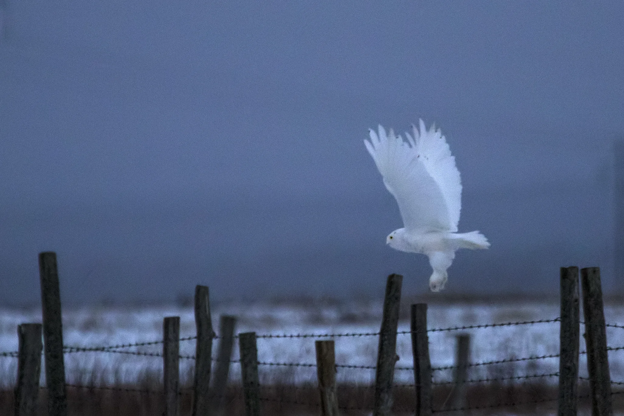 Snowy Owl