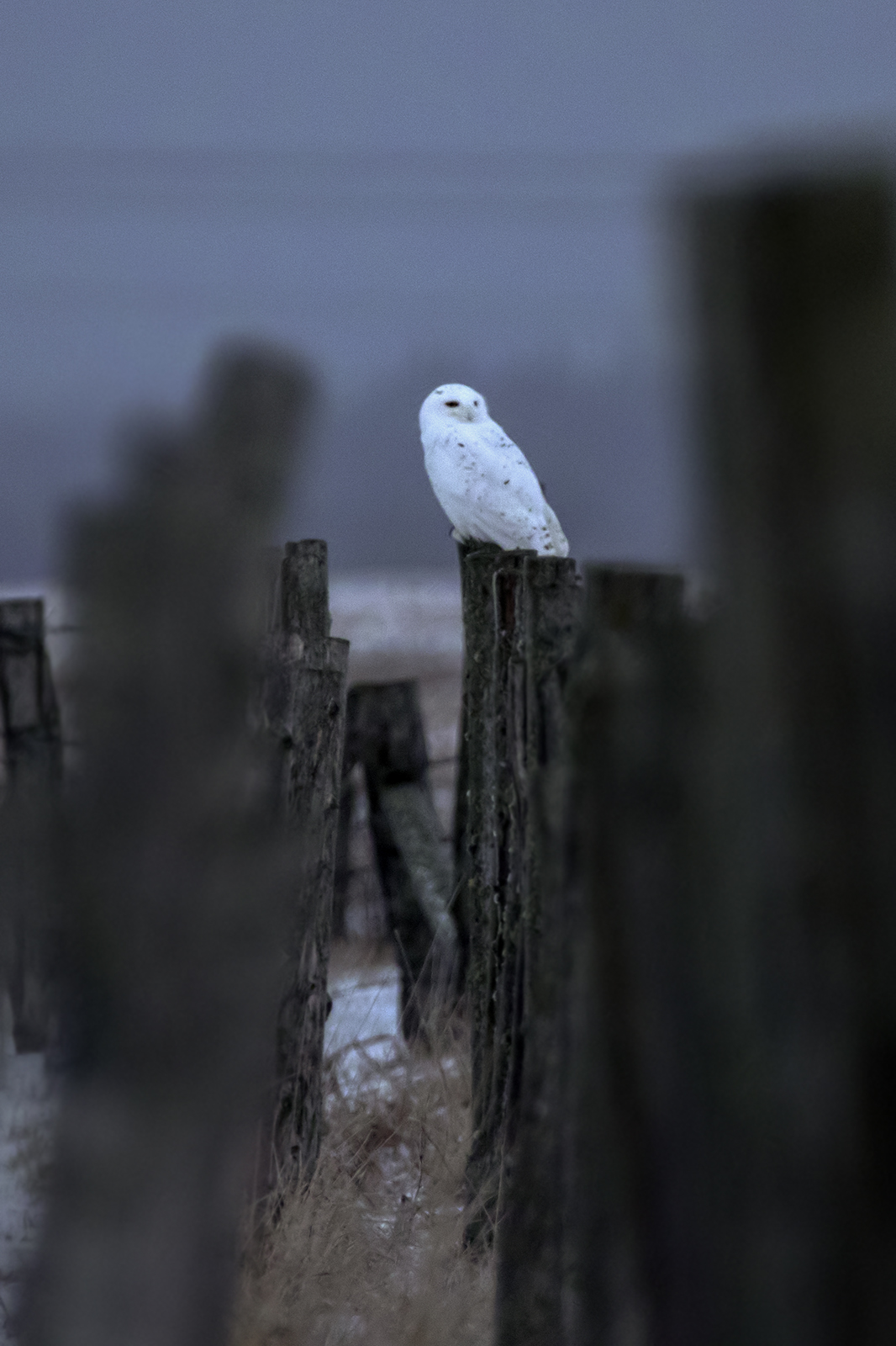 Snowy Owl