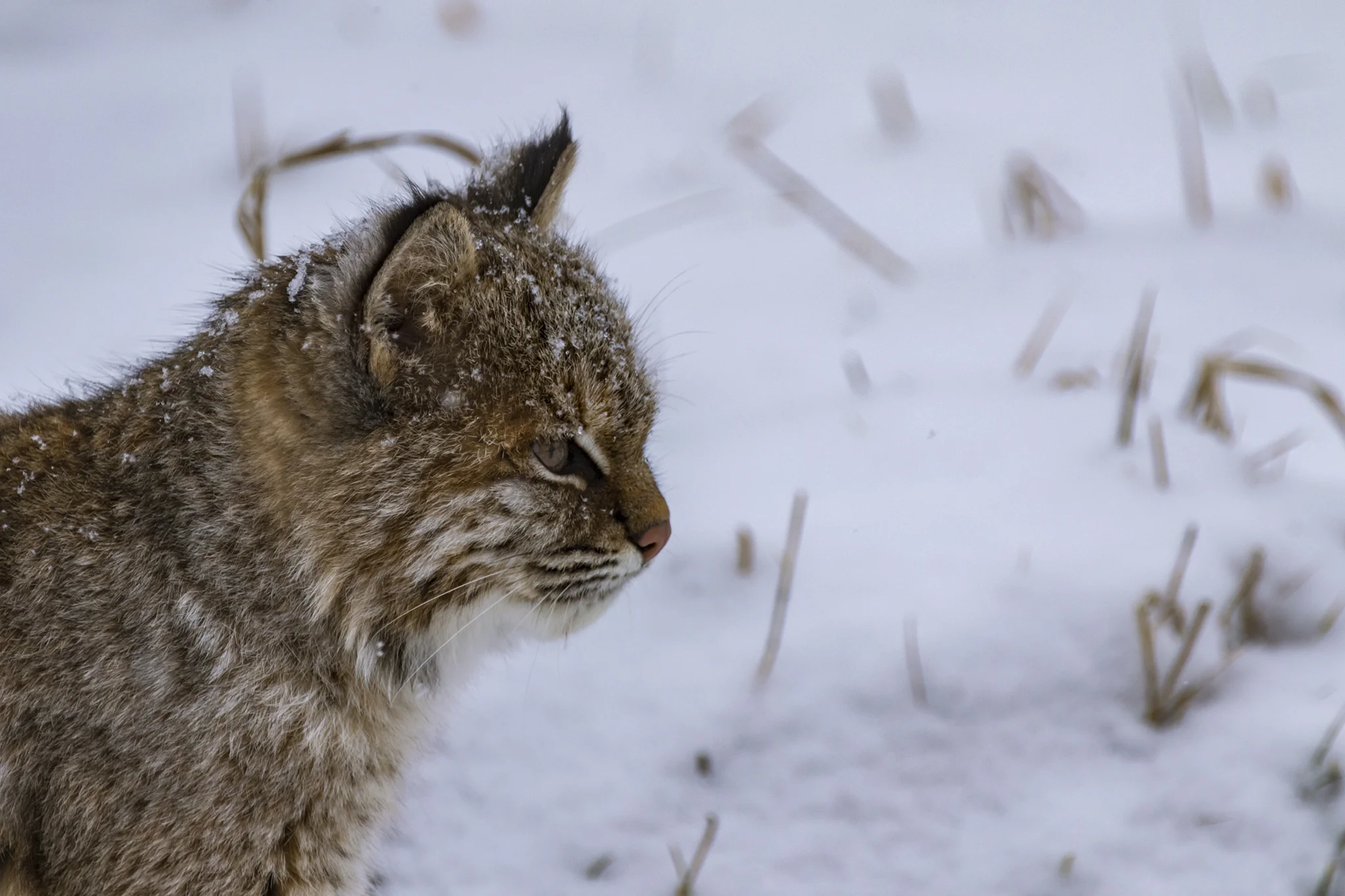 Bobcat (first winter)