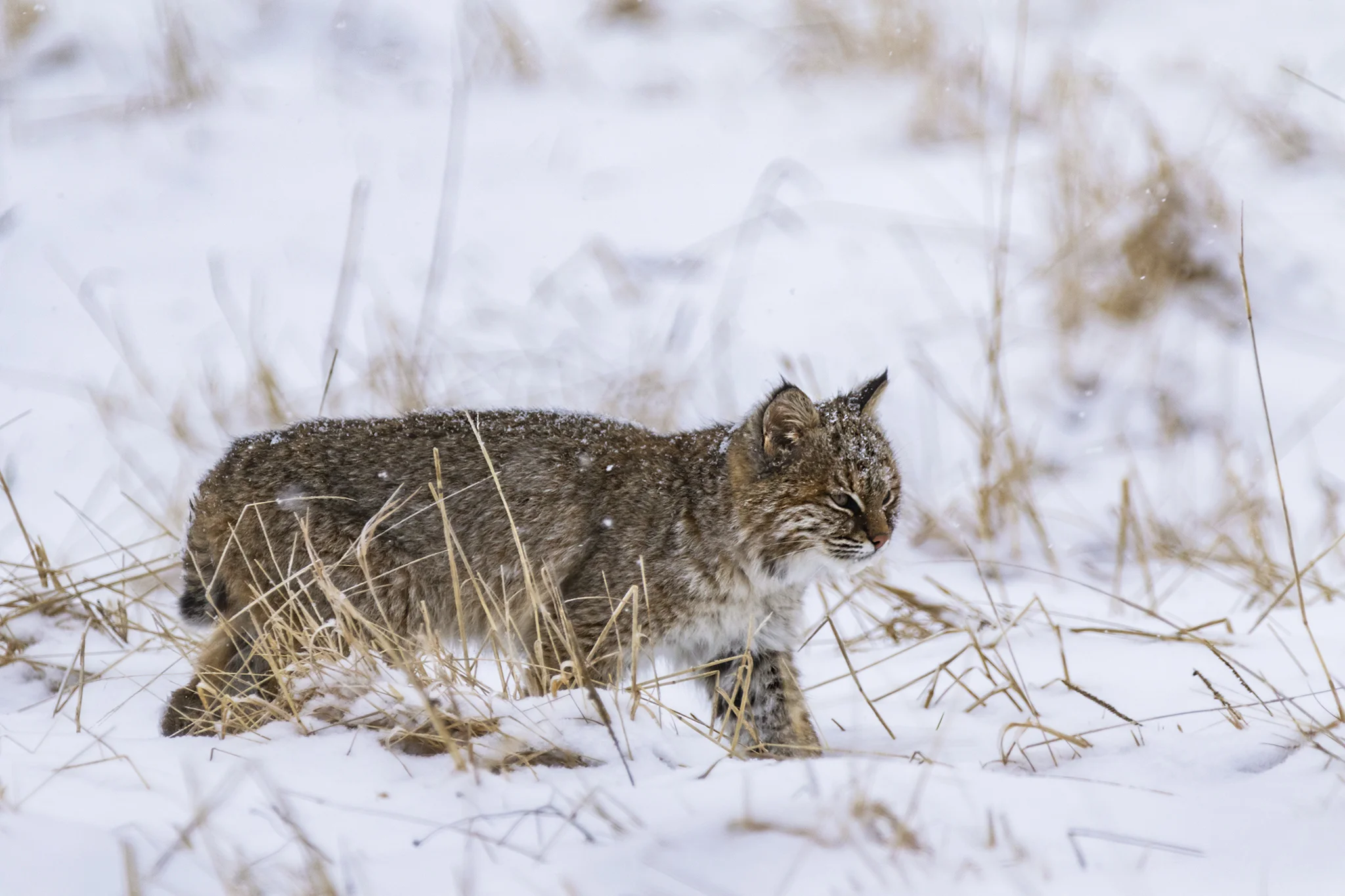 Bobcat (first winter)