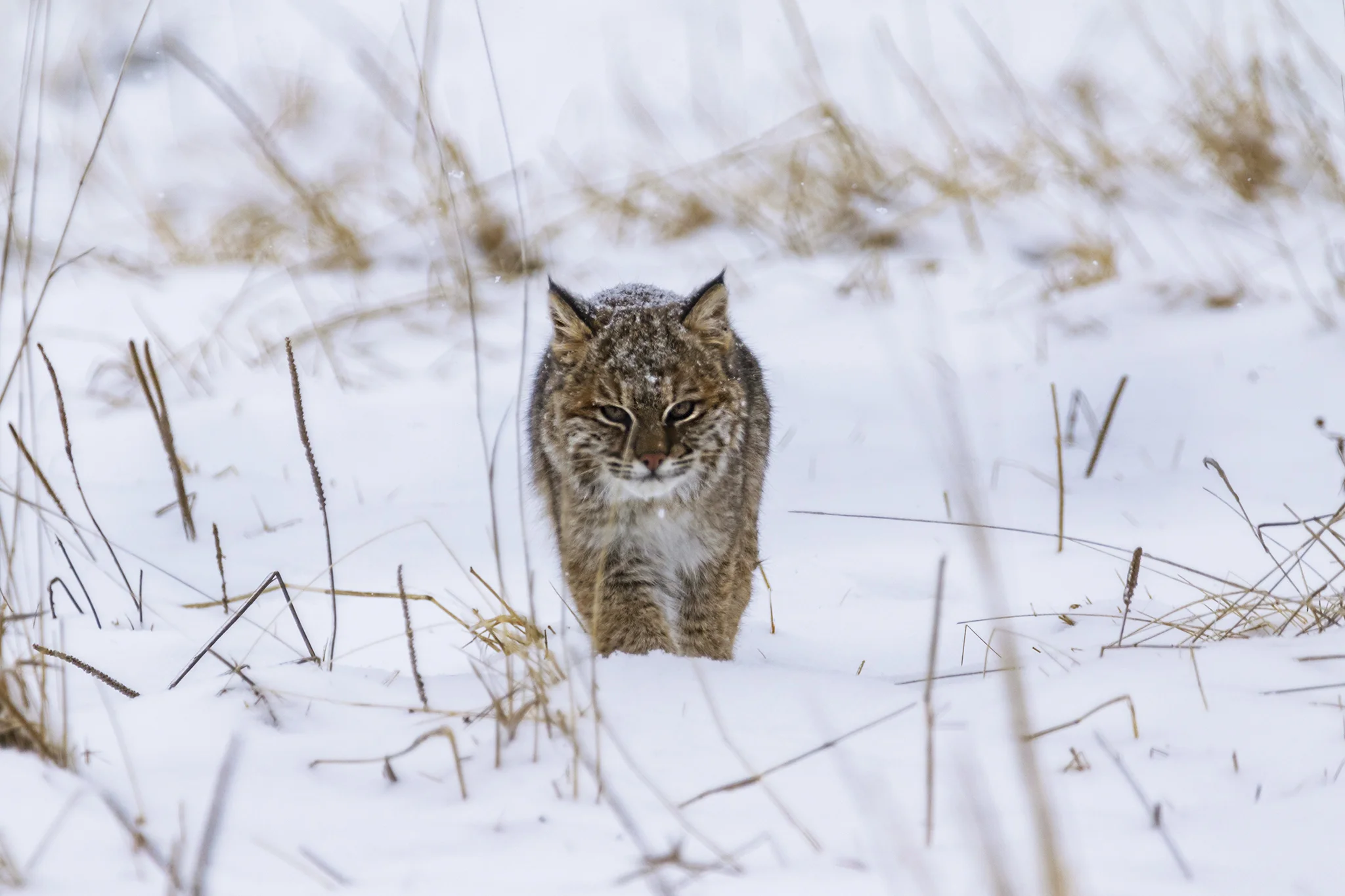Bobcat (first winter)