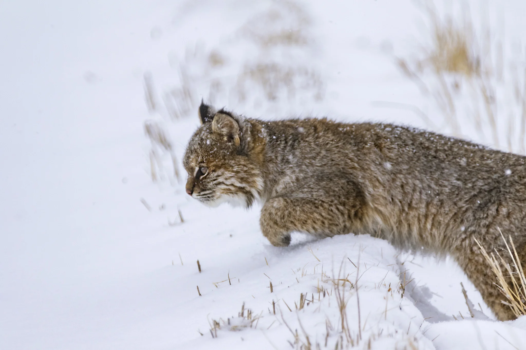 Bobcat (first winter)