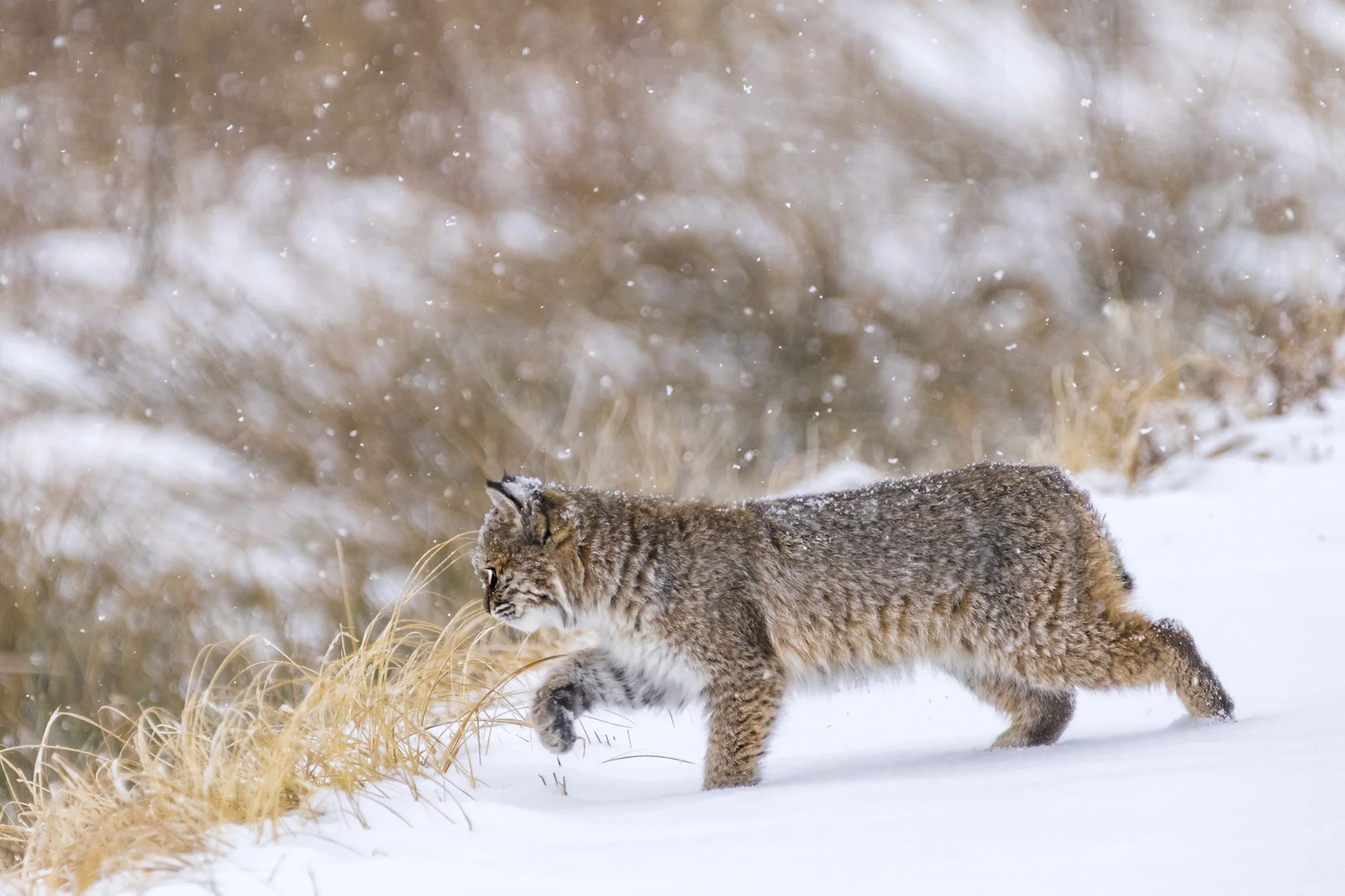Bobcat (first winter)