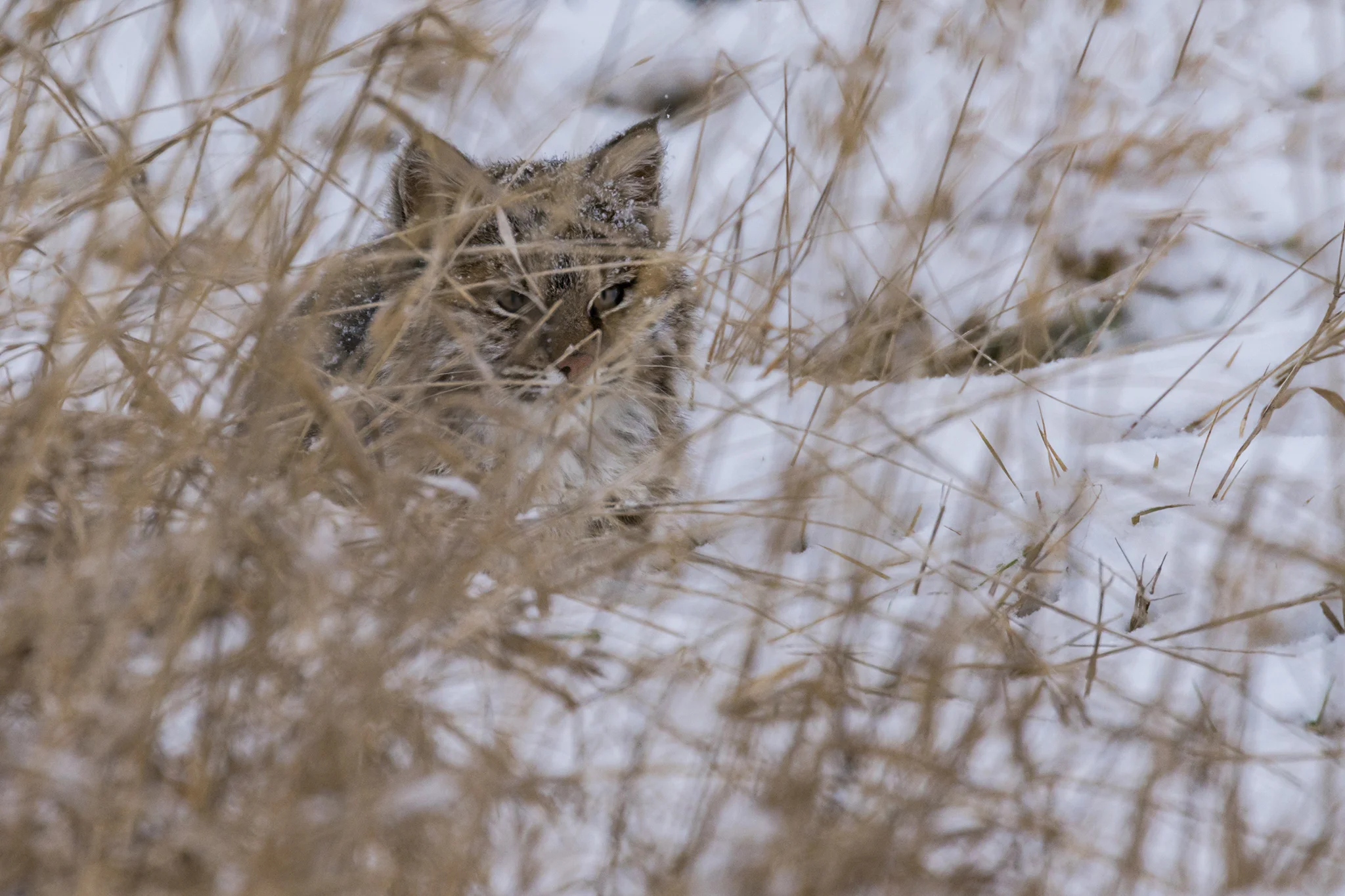 Bobcat (first winter)