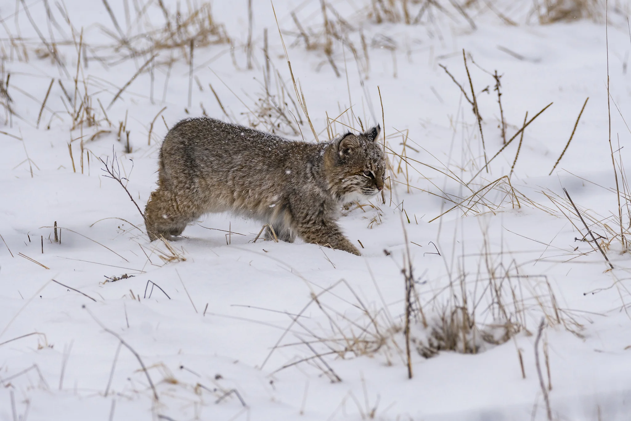 Bobcat (first winter)