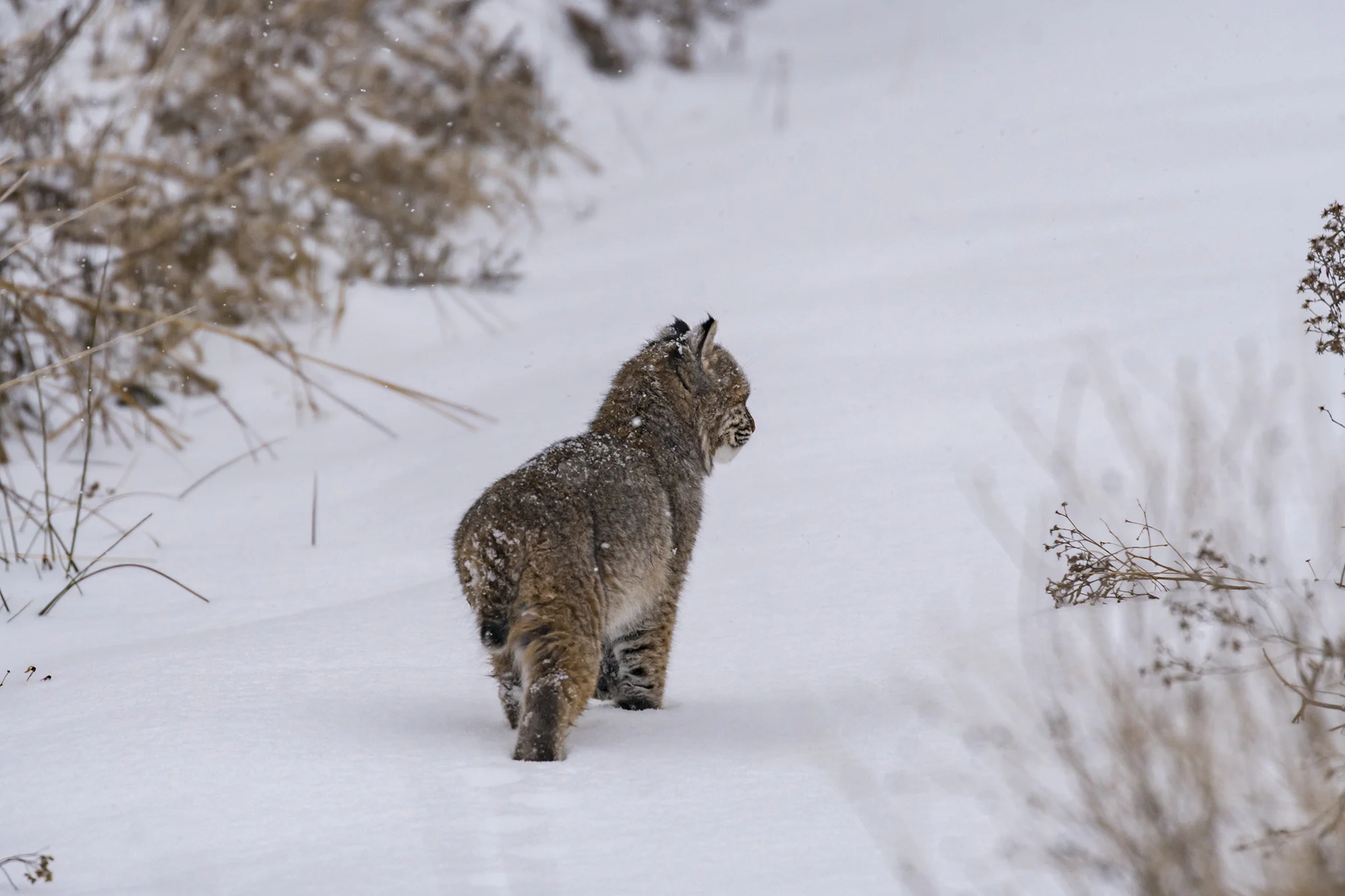 Bobcat (first winter)