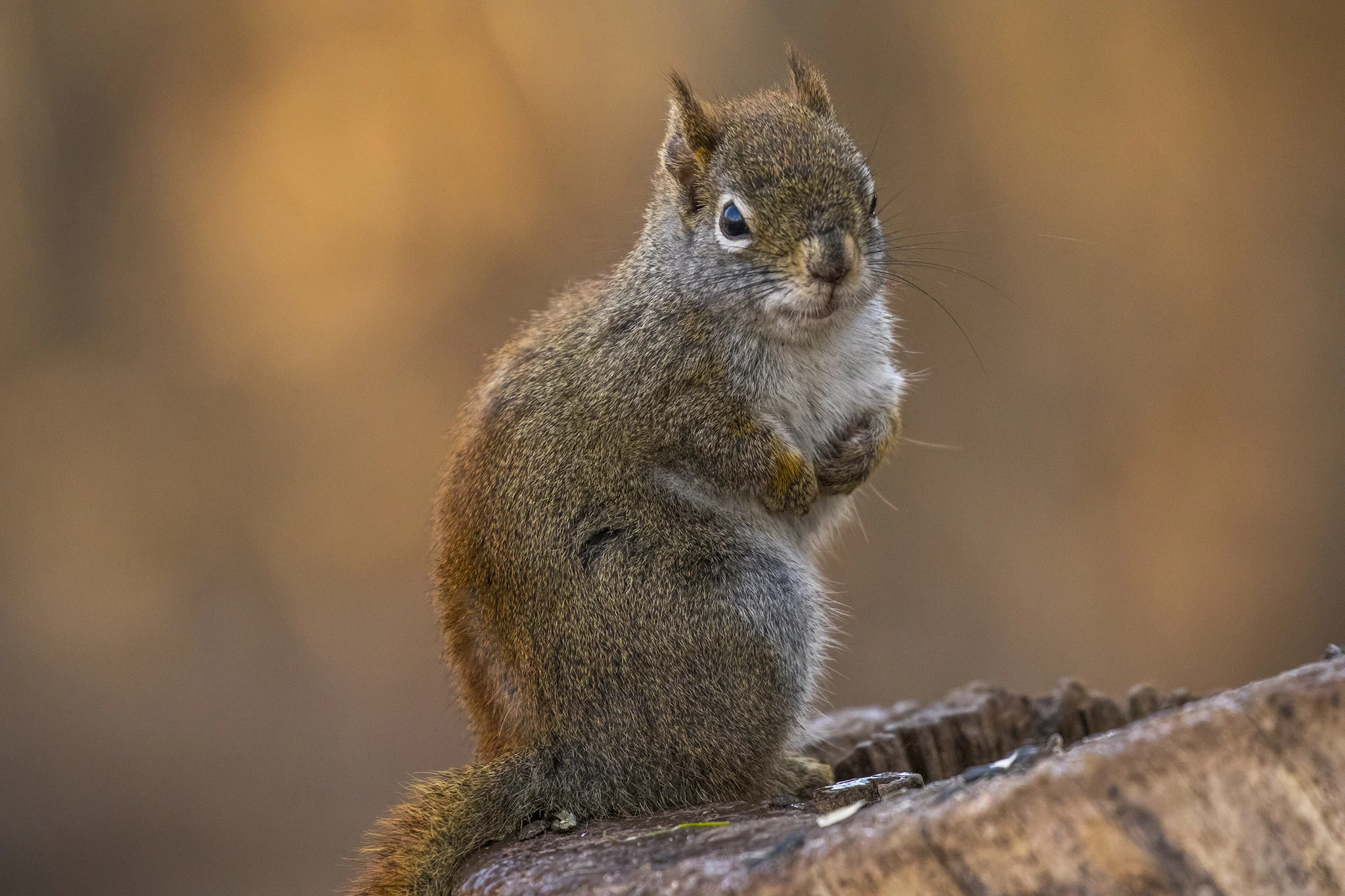 Squirrel