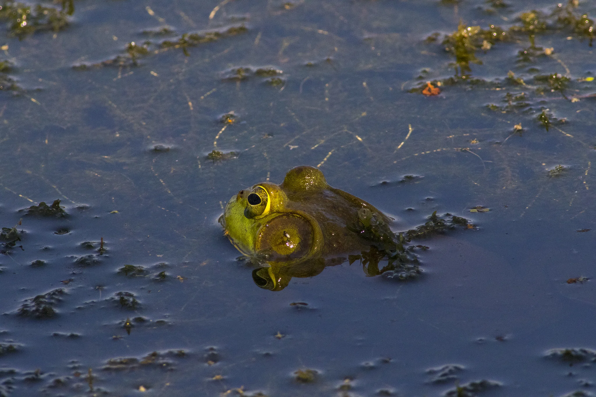 Bullfrog