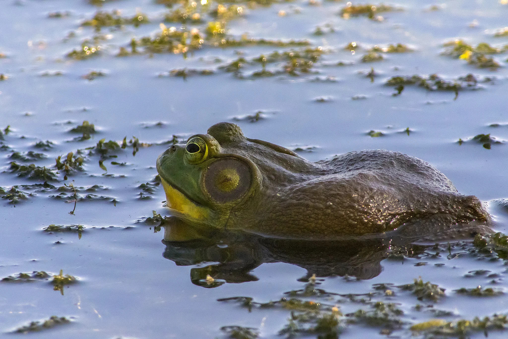 Bullfrog