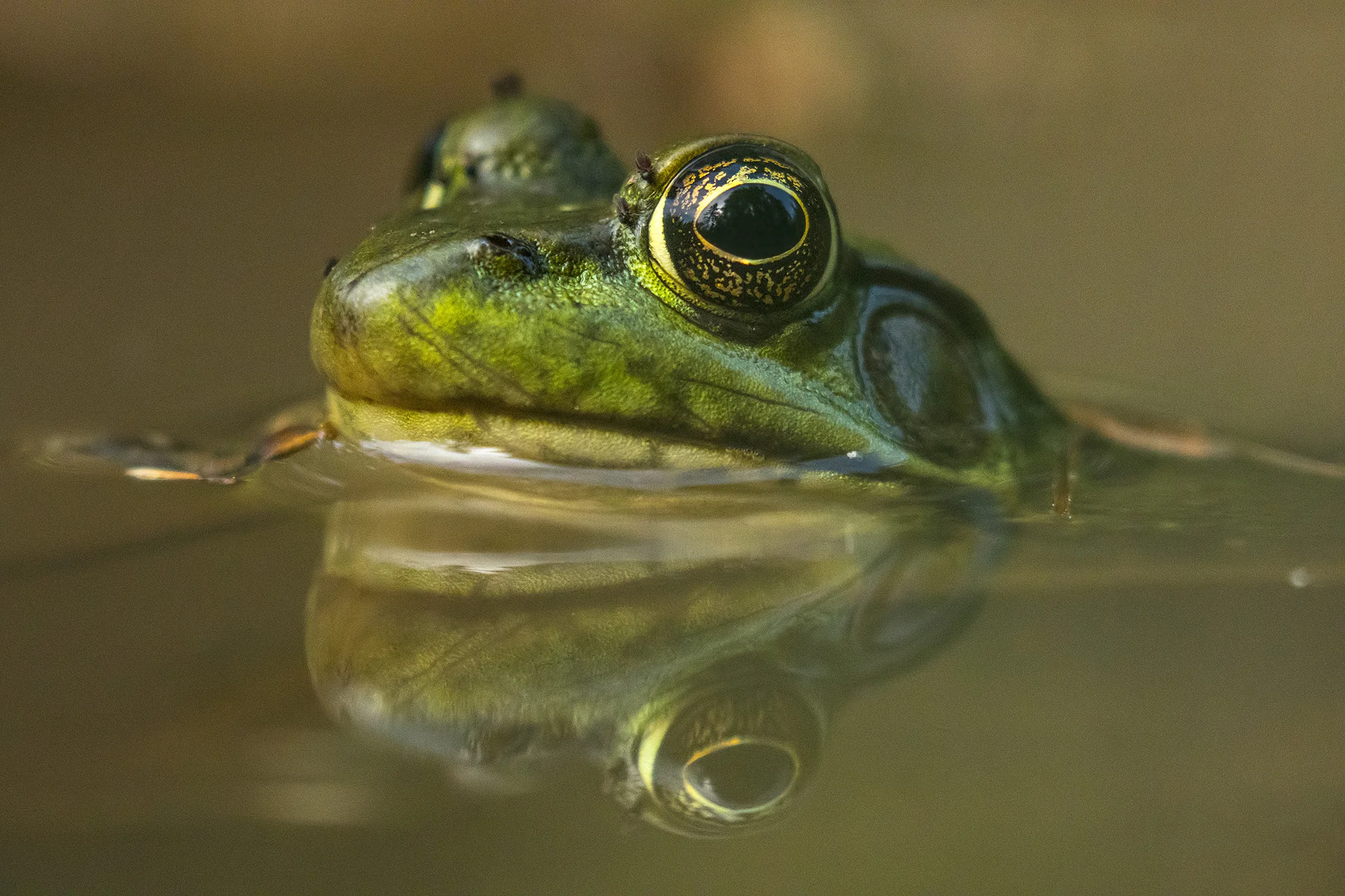 Bullfrog