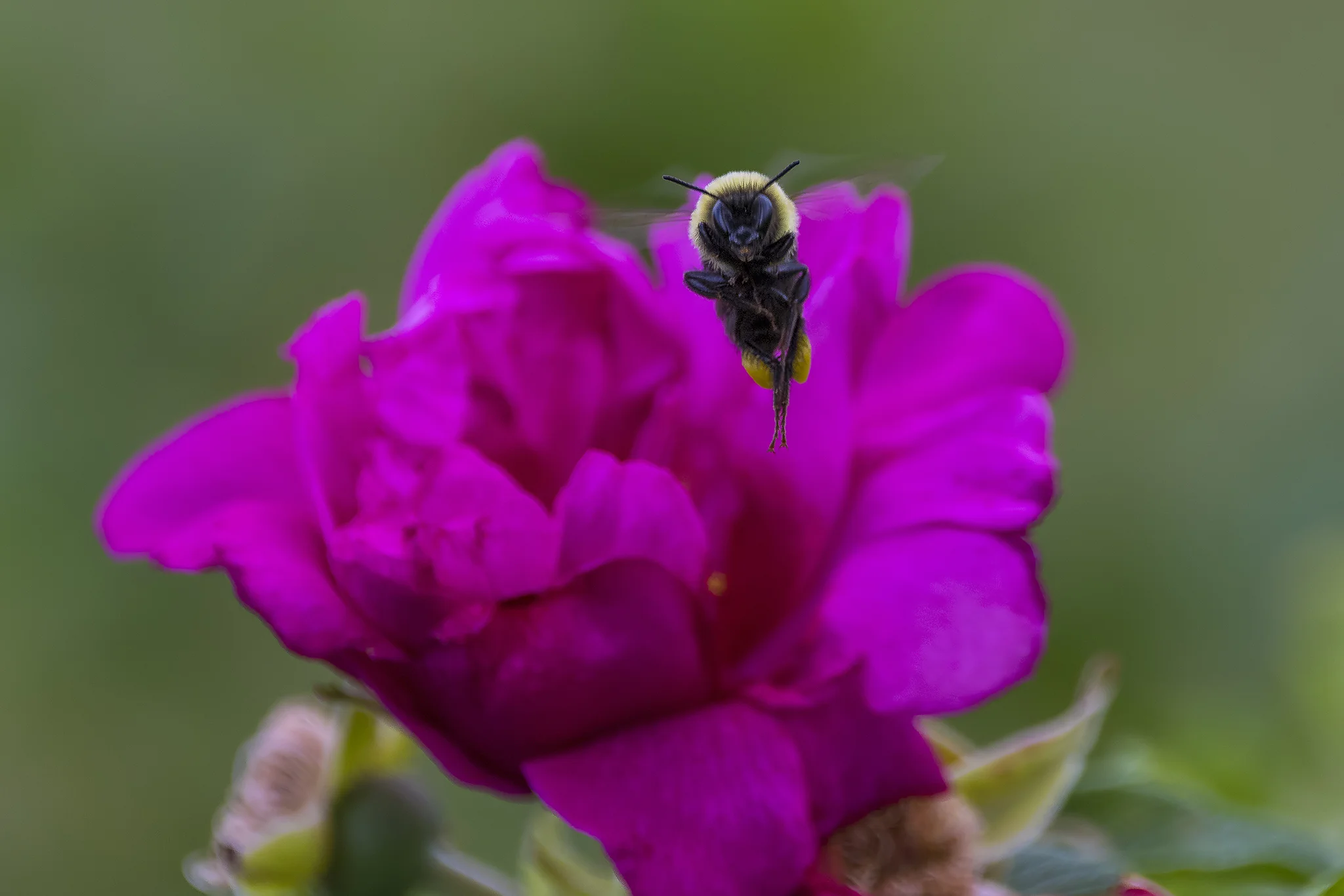 Bubble Bee flying off a rose