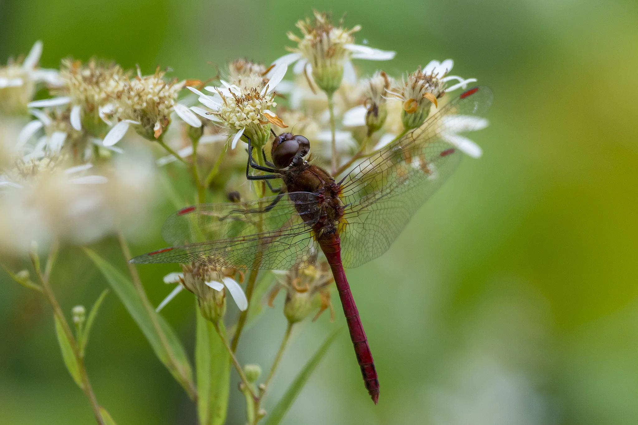 Red Meadowhawk Dragonfly