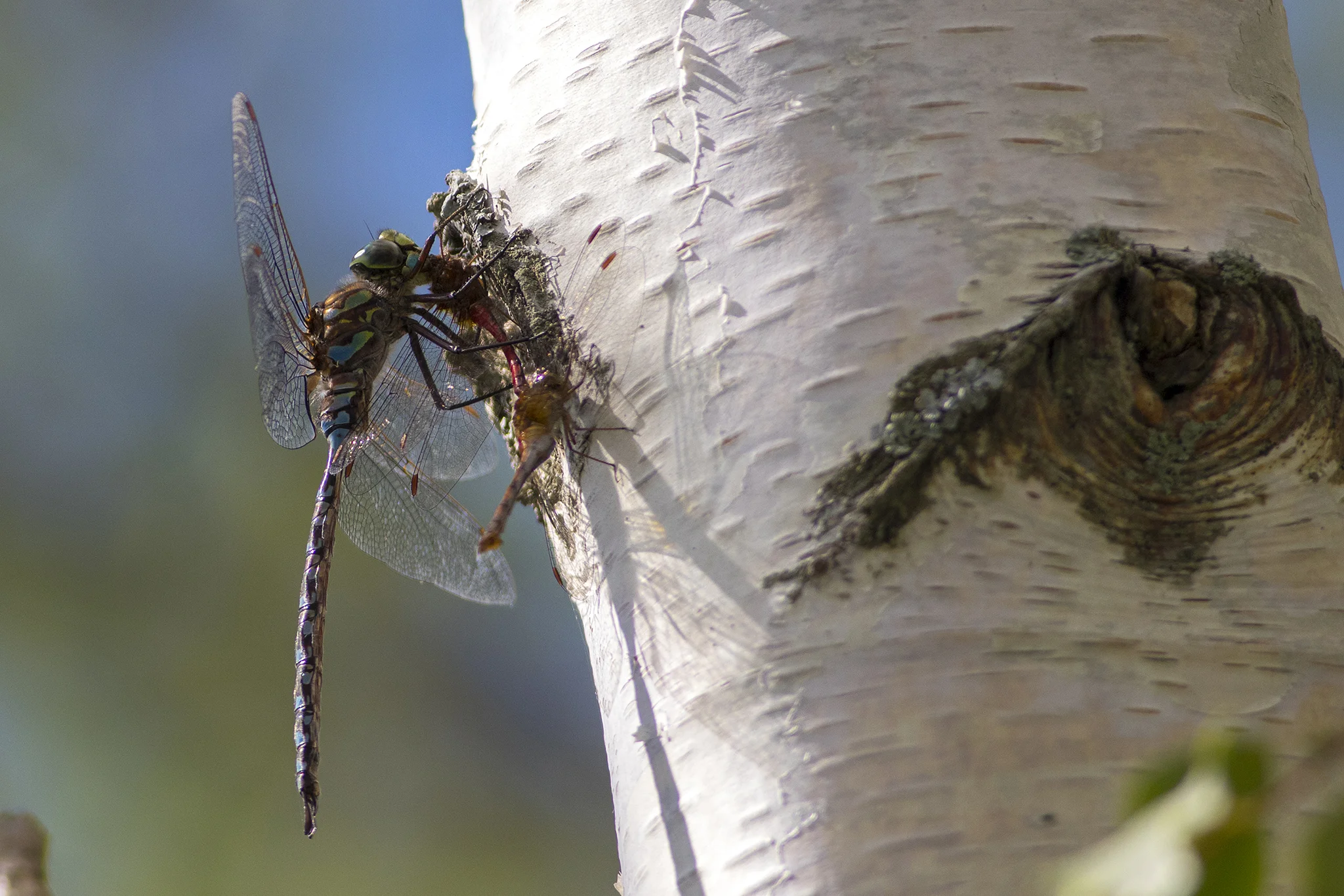 Paddle-tailed Darner with Red Dragonfly