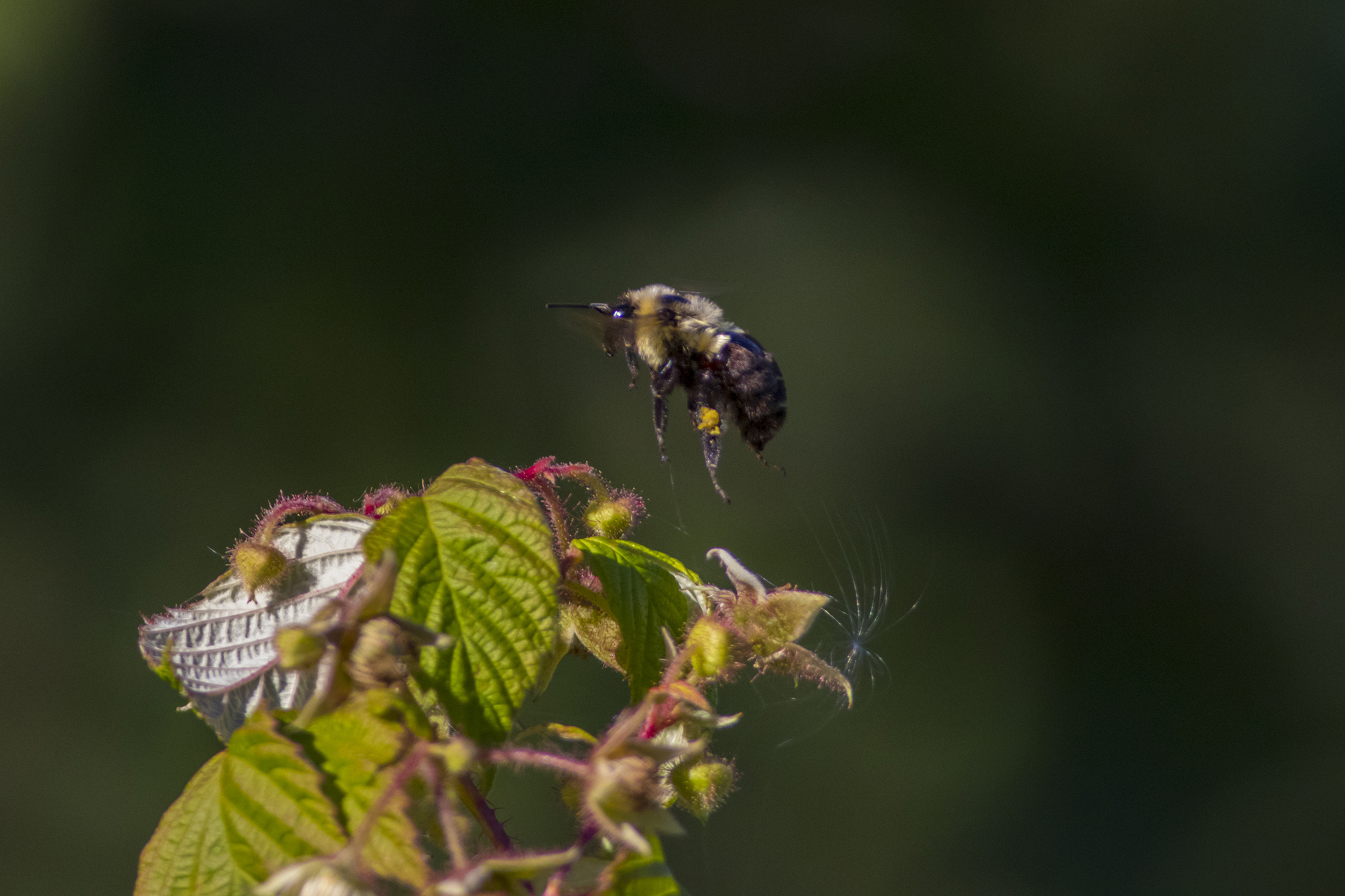 Bubble Bee flying over leaves
